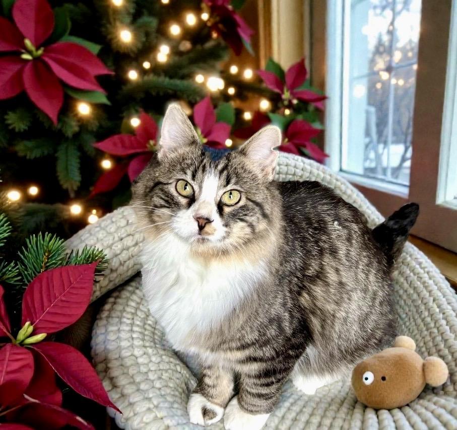 Enlarge Otter KITTEN, a ADOPTABLE Domestic Medium Hair in Perry, IA image 3/5