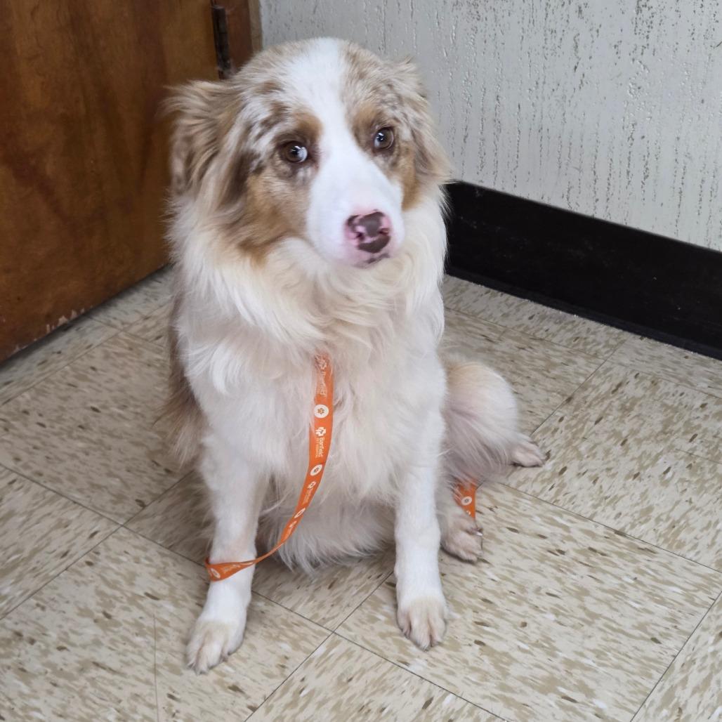Piper, Adoptable, Adult Female Australian Shepherd.