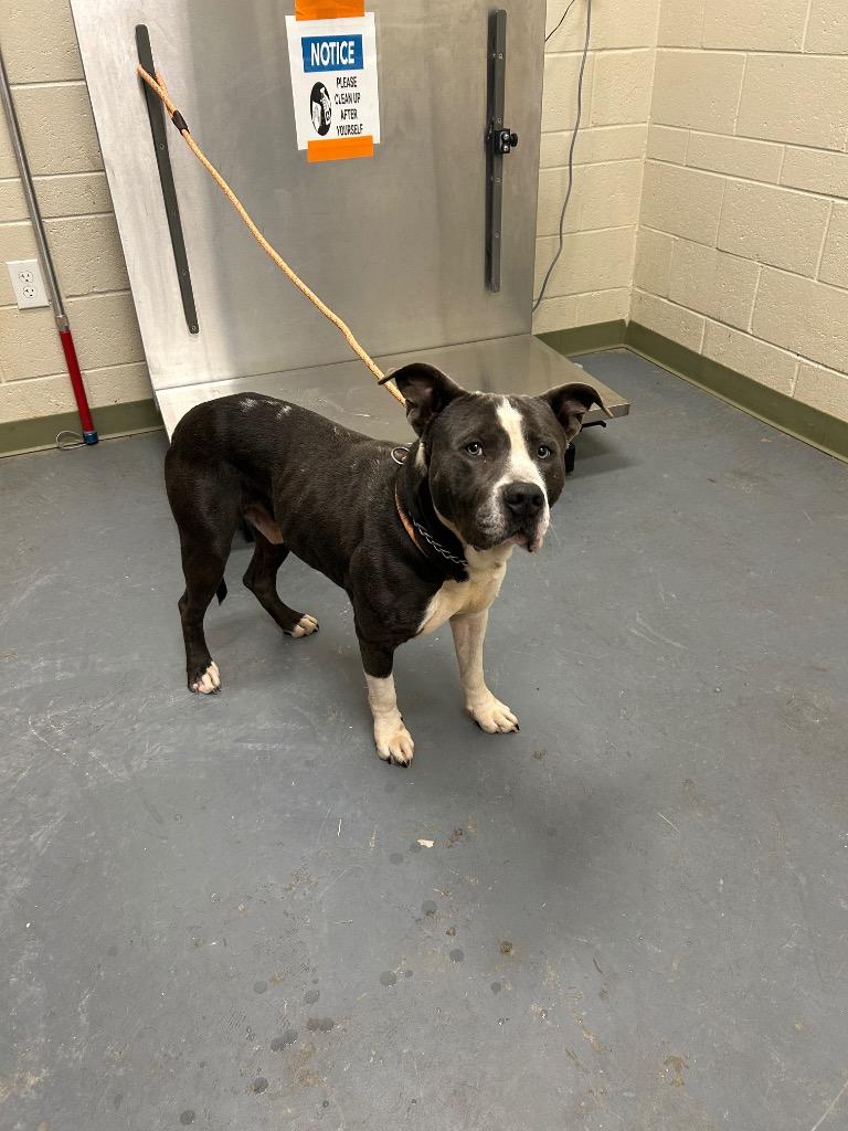 2026-01-094 *Rylo*, Adoptable, Young Male Pit Bull Terrier.