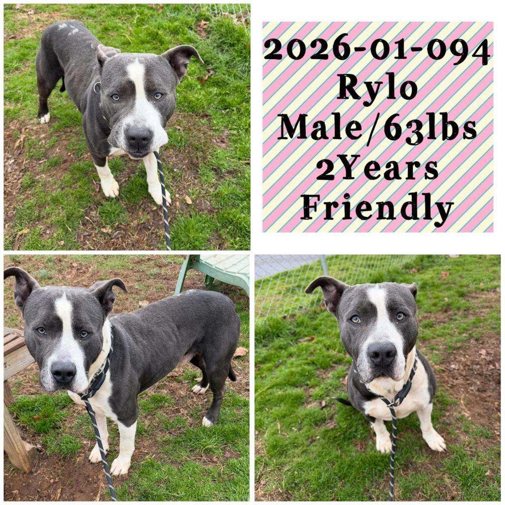 2026-01-094 *Rylo*, a Adoptable Pit Bull Terrier in Winder, GA image 2/2