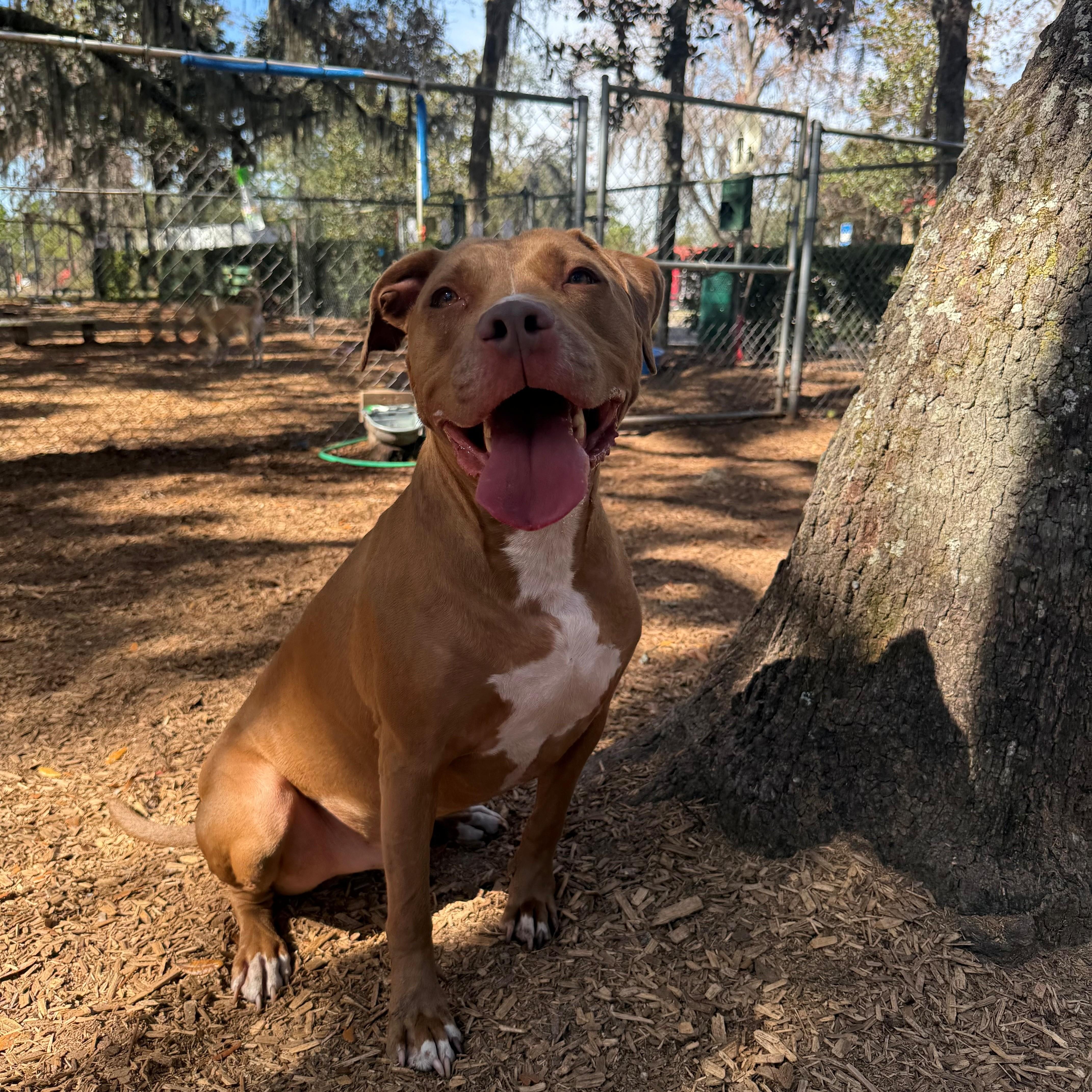 Enlarge Bowie, a ADOPTABLE Pit Bull Terrier in St. Augustine, FL image 3/4