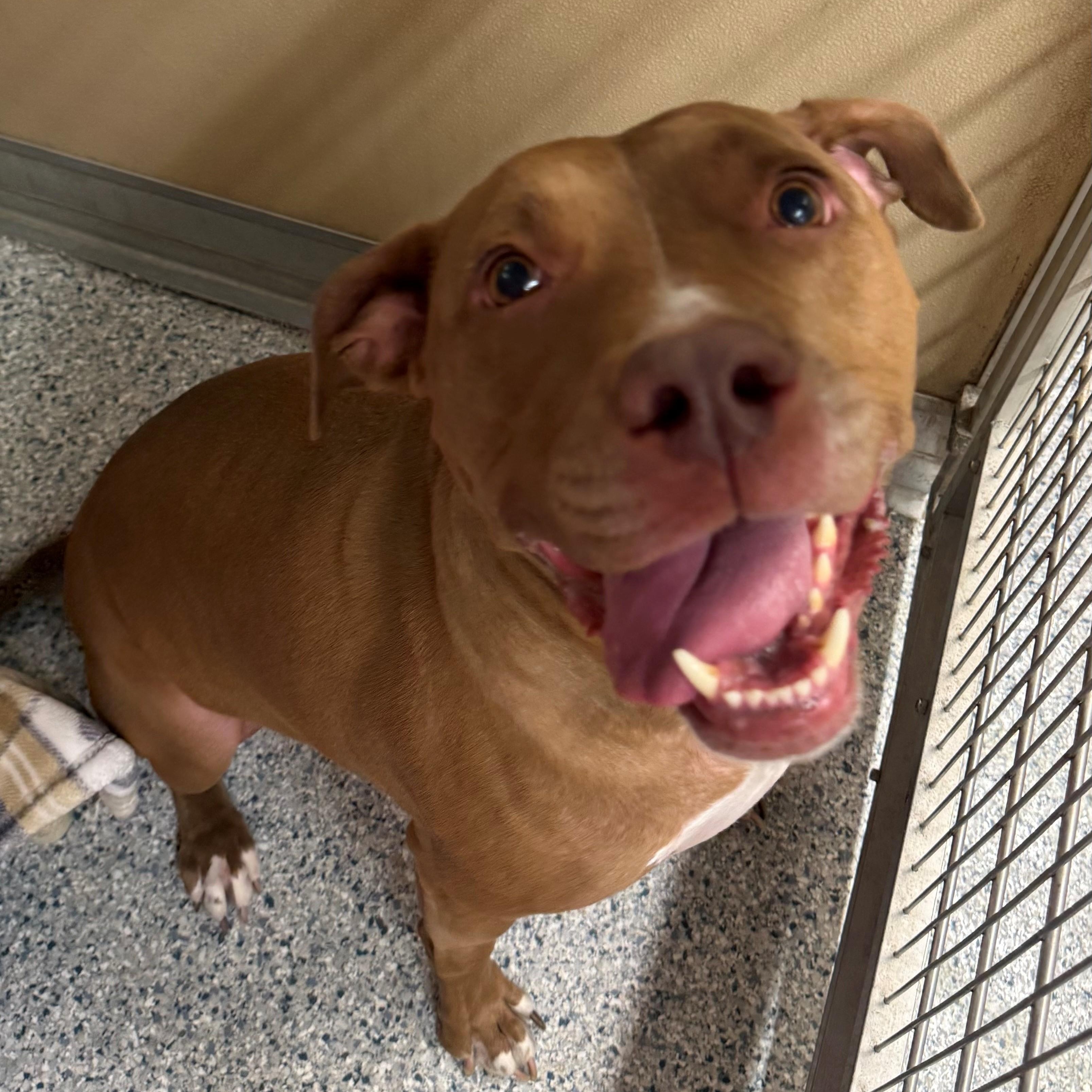 Enlarge Bowie, a ADOPTABLE Pit Bull Terrier in St. Augustine, FL image 4/4