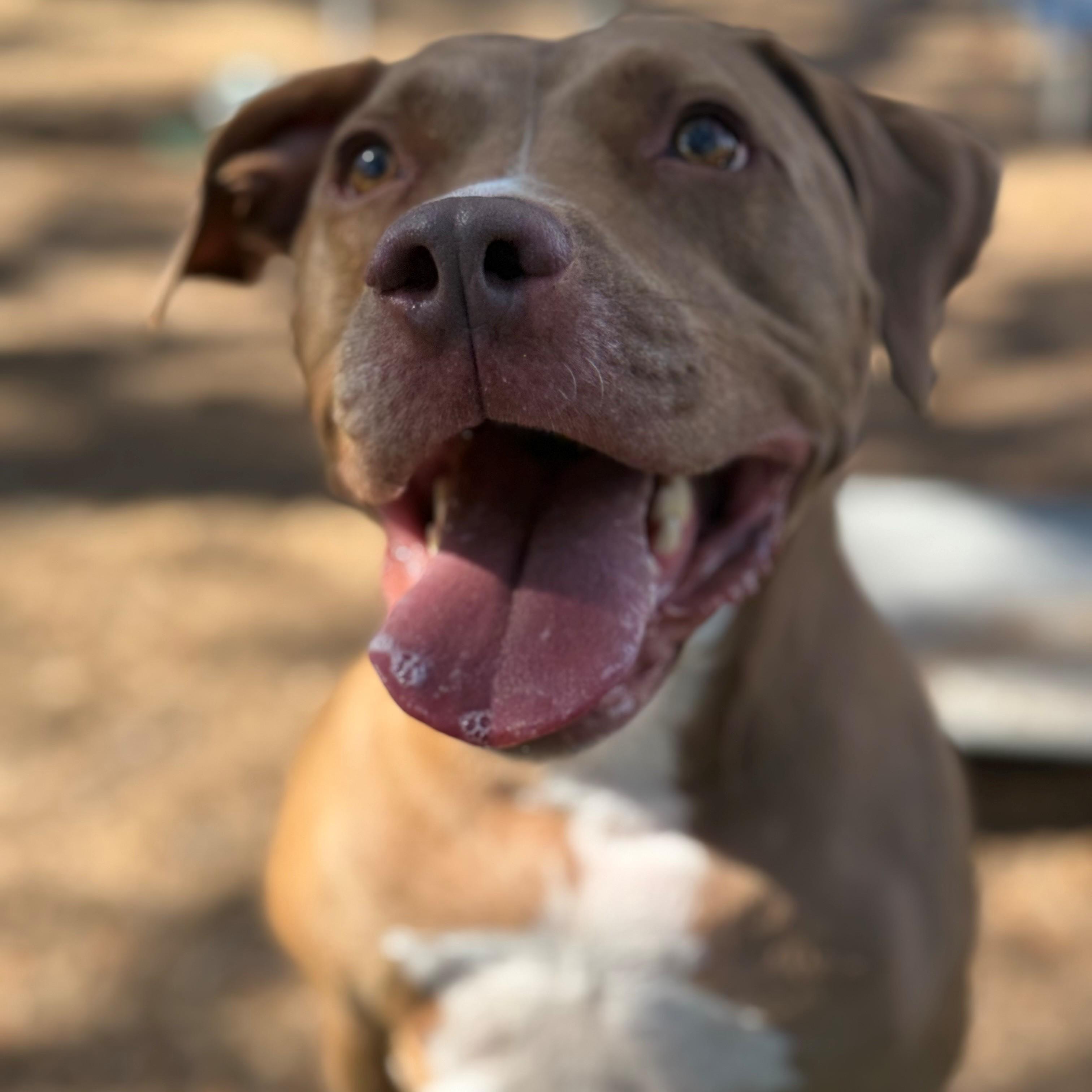 Enlarge Bowie, a ADOPTABLE Pit Bull Terrier in St. Augustine, FL image 1/4