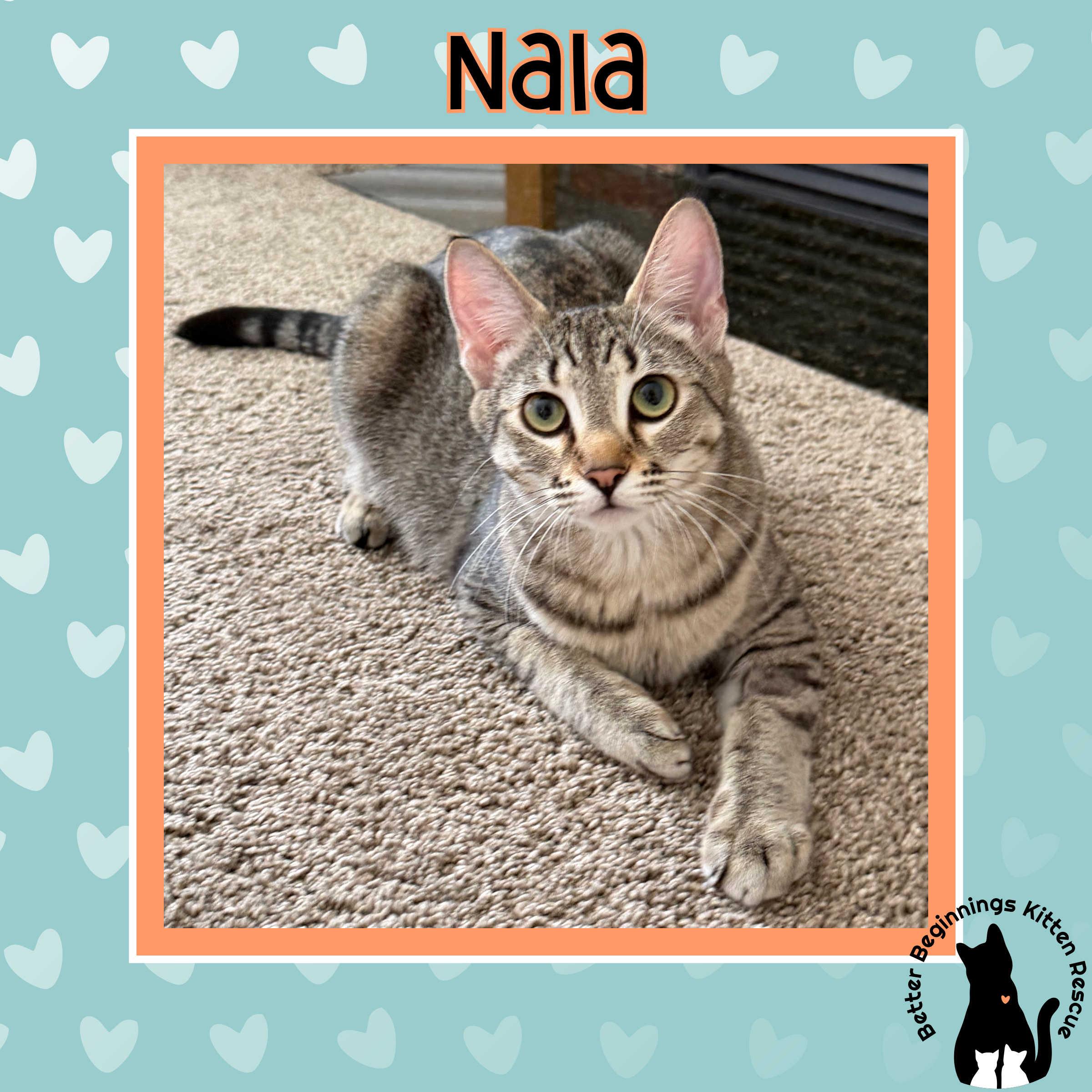 Enlarge Nala, a Adopted mixed breed in Kamloops, BC image 1/5