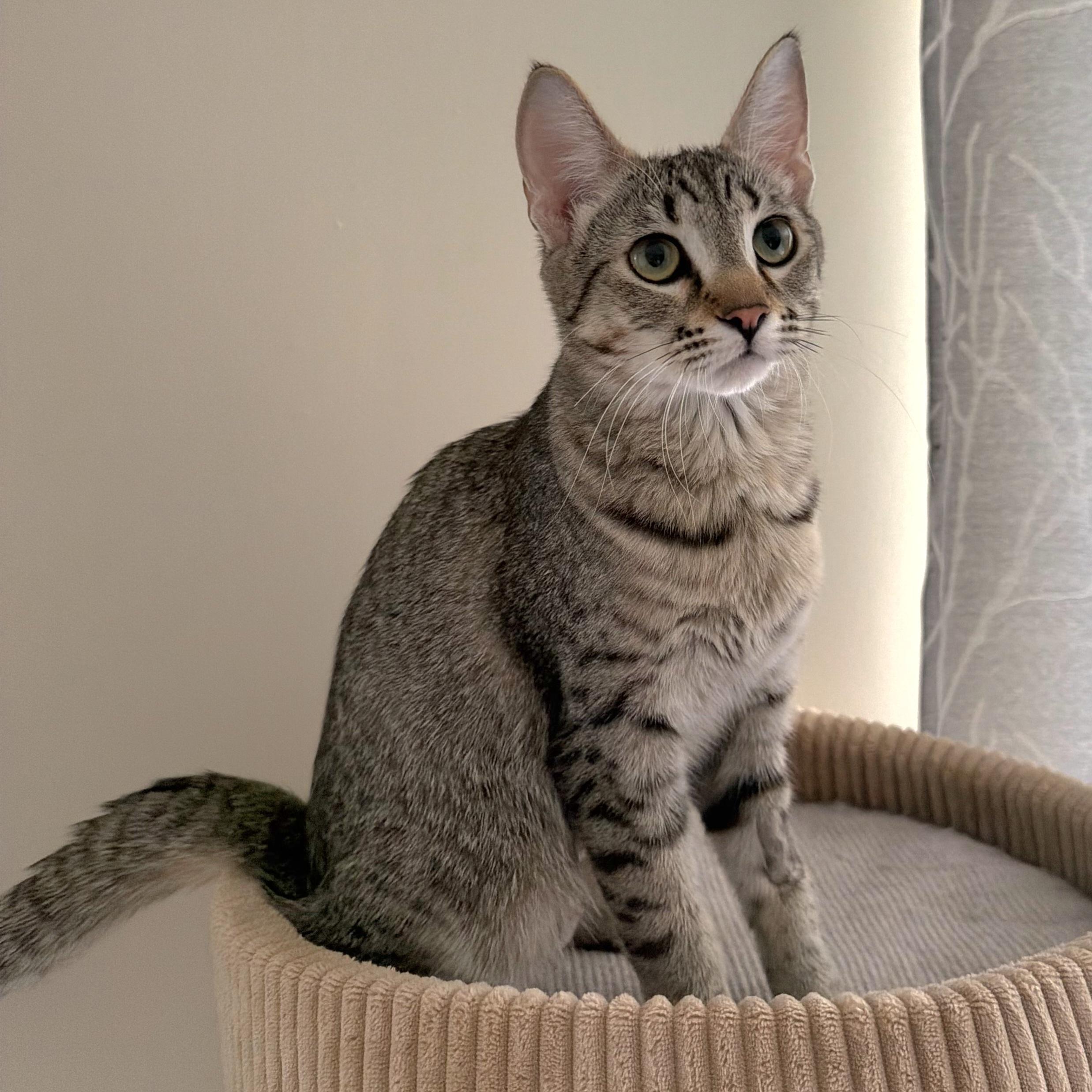 Enlarge Nala, a Adopted mixed breed in Kamloops, BC image 2/5