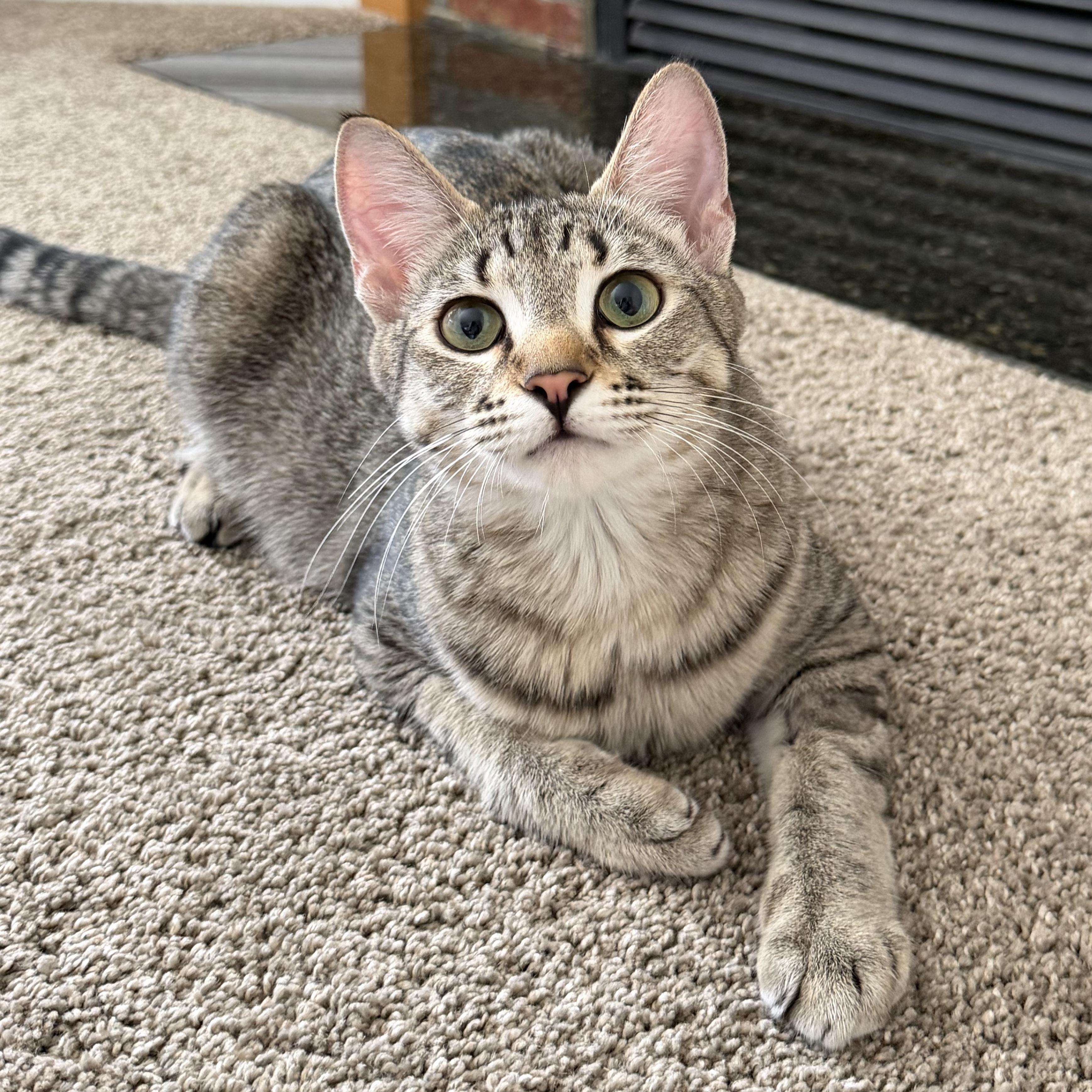 Enlarge Nala, a Adopted mixed breed in Kamloops, BC image 3/5