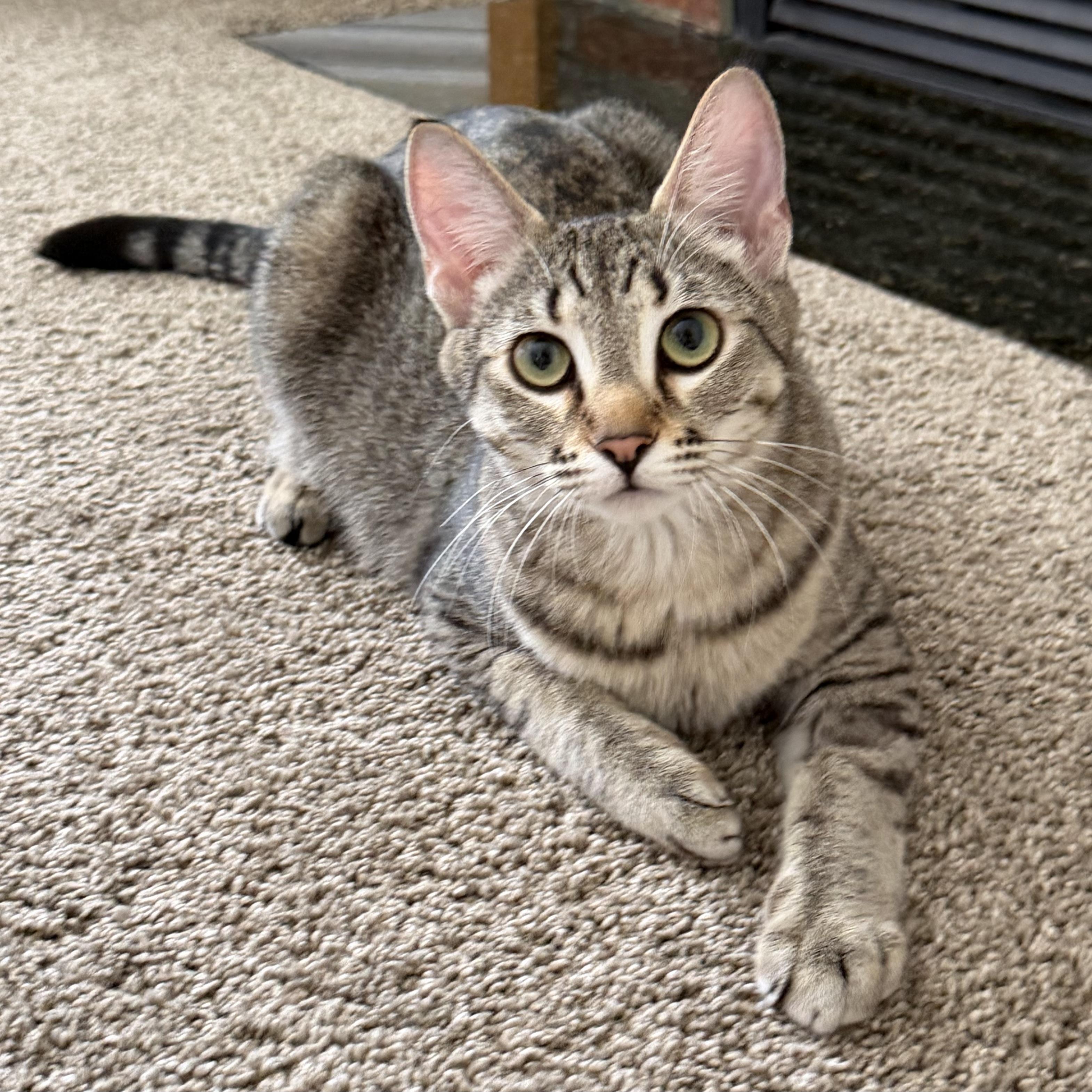 Enlarge Nala, a Adopted mixed breed in Kamloops, BC image 4/5
