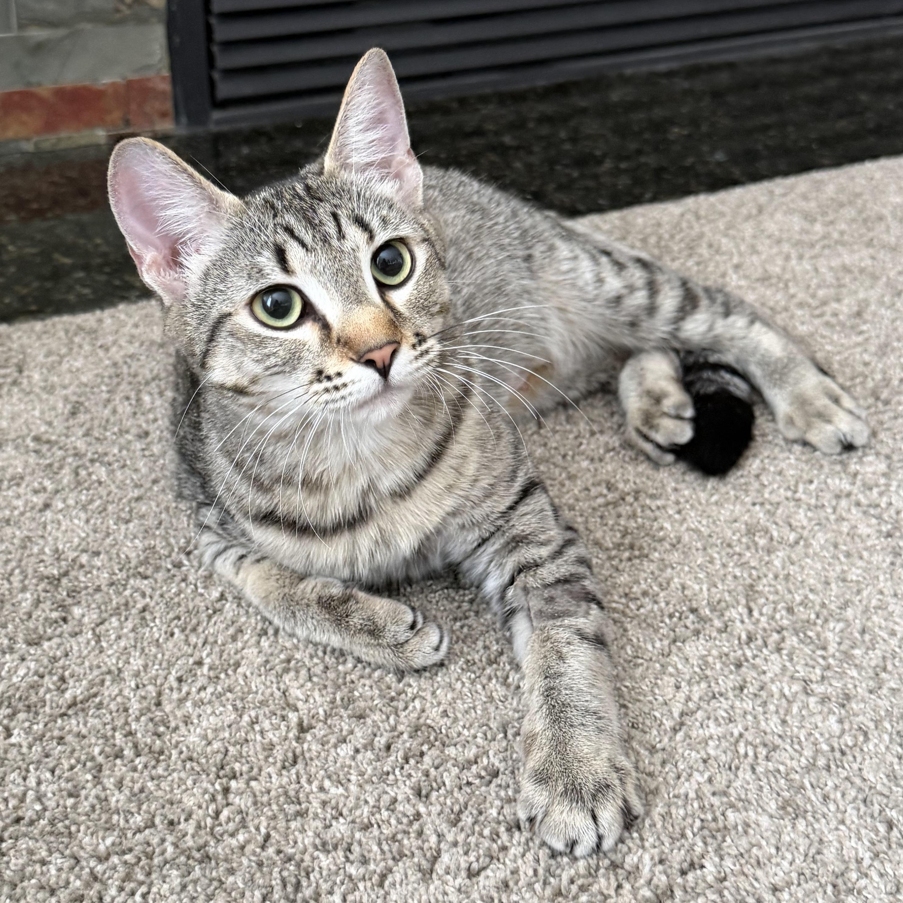 Enlarge Nala, a Adopted mixed breed in Kamloops, BC image 5/5