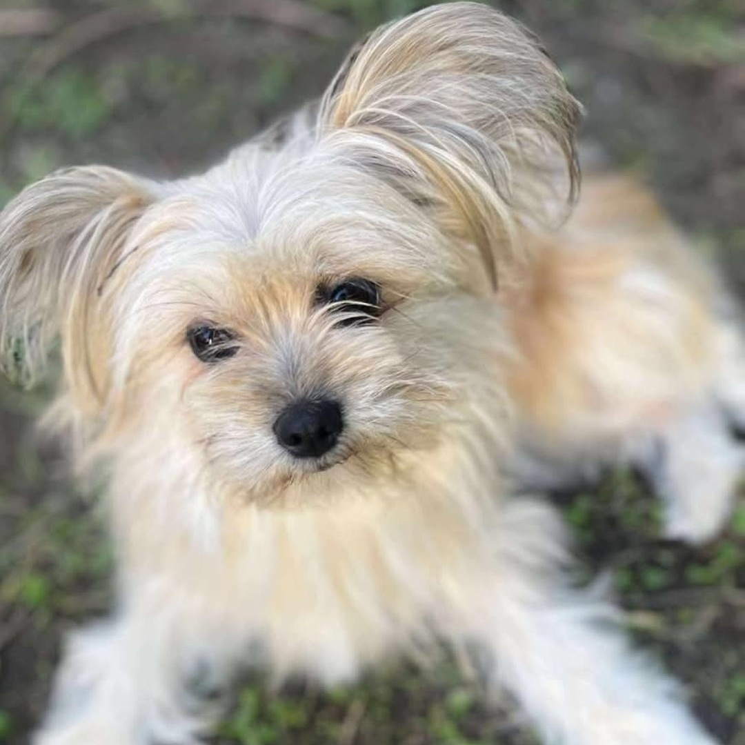 Muppet, adopted, Young Female Yorkshire Terrier & Border Terrier.