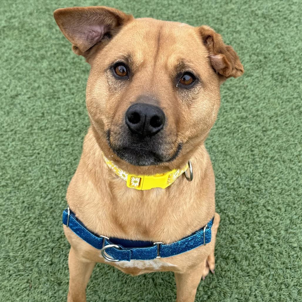 Winnie, a Adoptable mixed breed in Indianapolis, IN image 1/5