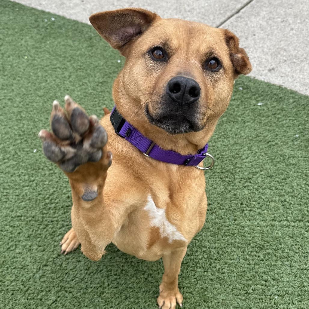 Winnie, a Adoptable mixed breed in Indianapolis, IN image 3/5