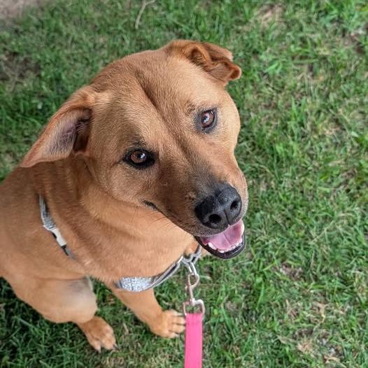 Enlarge Winnie, a Adoptable mixed breed in Indianapolis, IN image 4/6