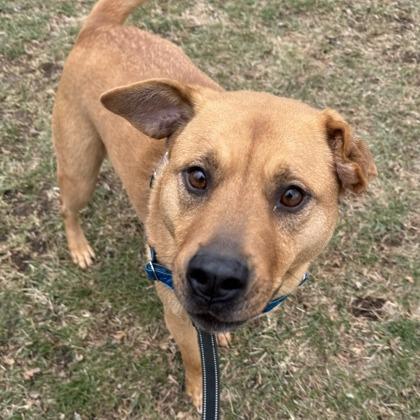 Winnie, a Adoptable mixed breed in Indianapolis, IN image 4/5