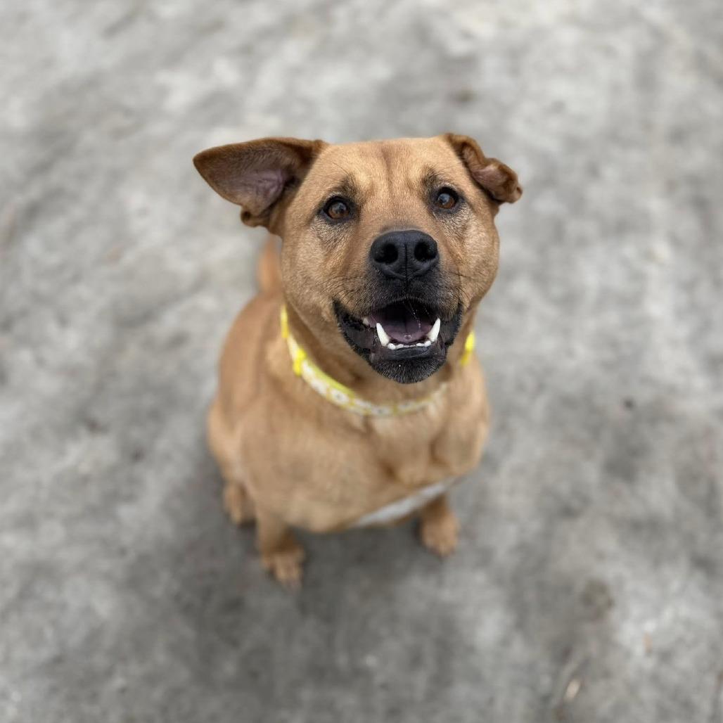 Winnie, a Adoptable mixed breed in Indianapolis, IN image 5/5