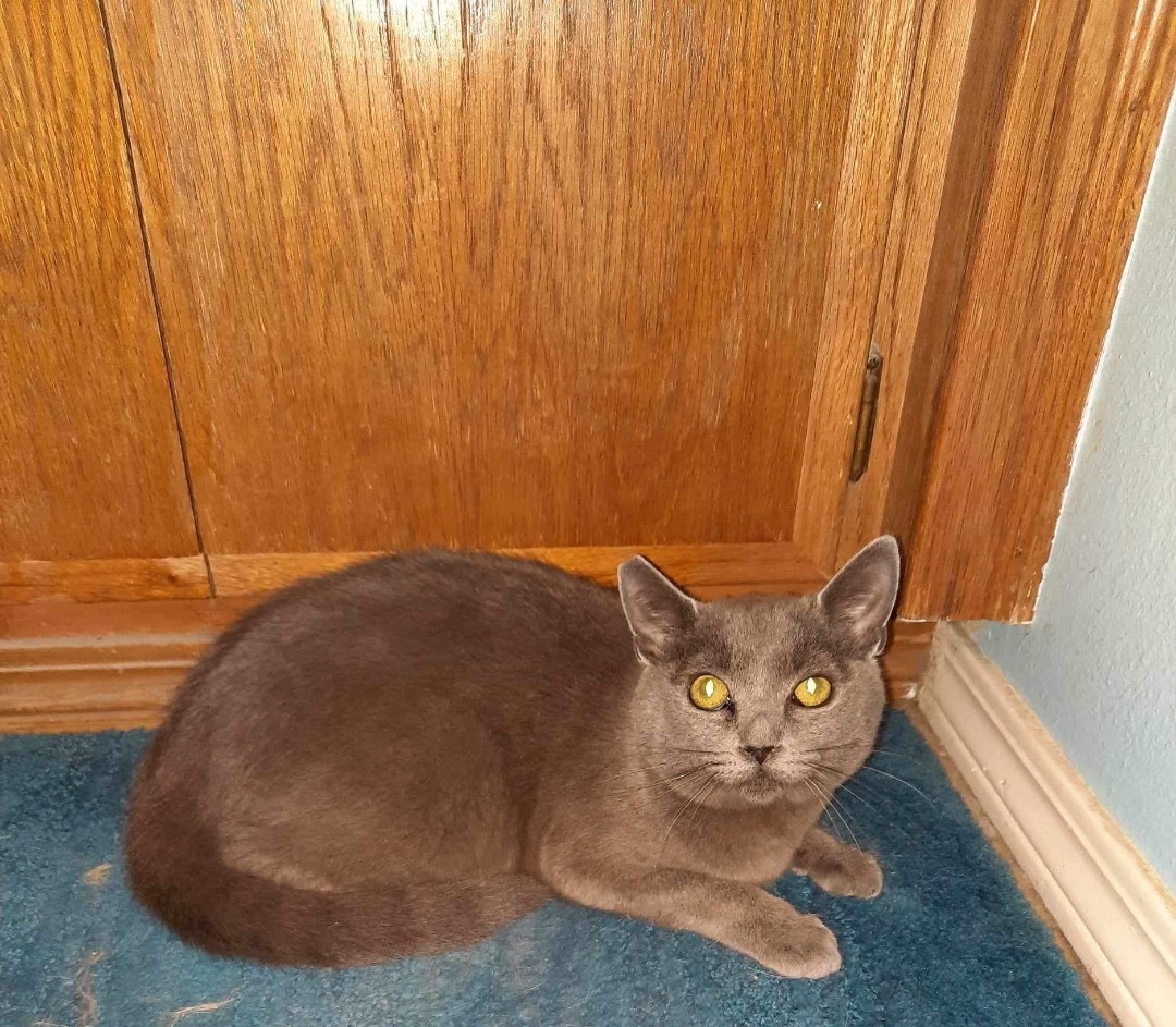 Gracie, Adoptable, Young Female Chartreux & Russian Blue.