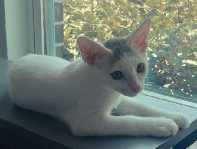 Bang, Adoptable, Kitten Male Domestic Short Hair.