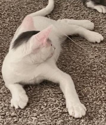 Enlarge Bang, a Adoptable mixed breed in Richardson, TX image 2/6