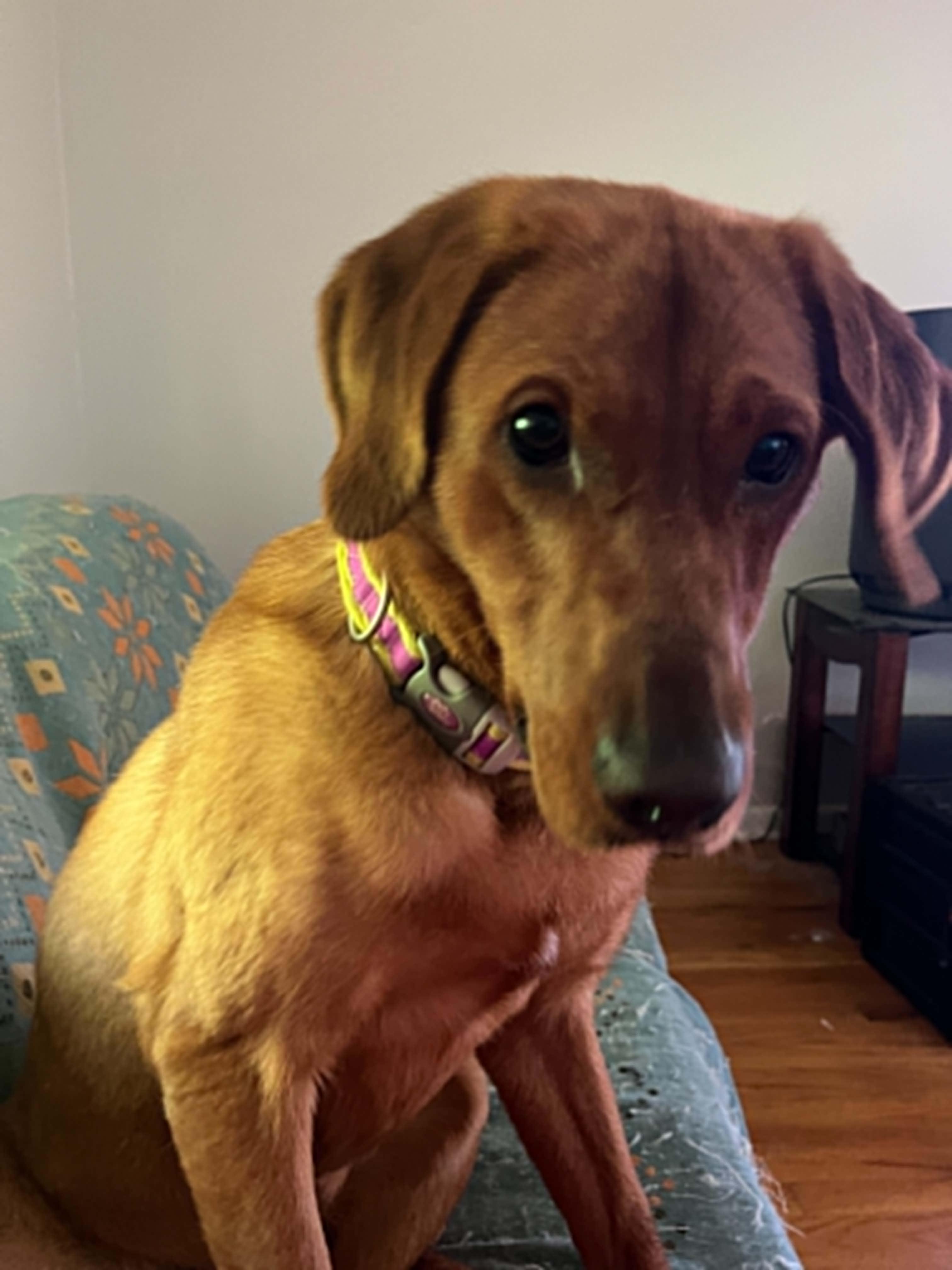 Johnny, Adoptable, Adult Male Labrador Retriever.