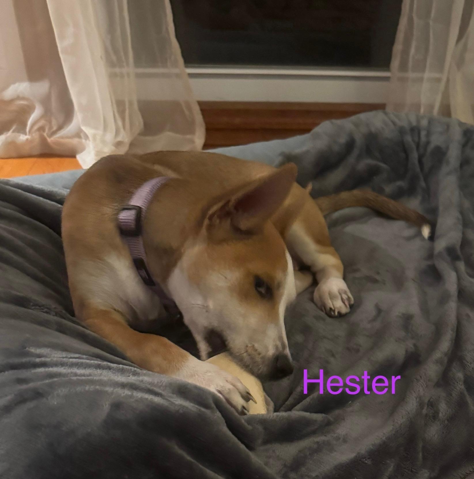 Hester thumbnail 4