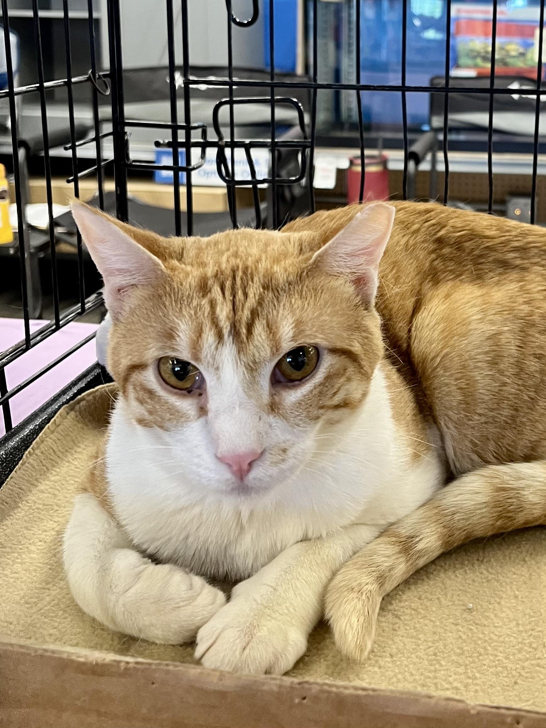 Ripley SH, adopted, Kitten Male Domestic Short Hair.