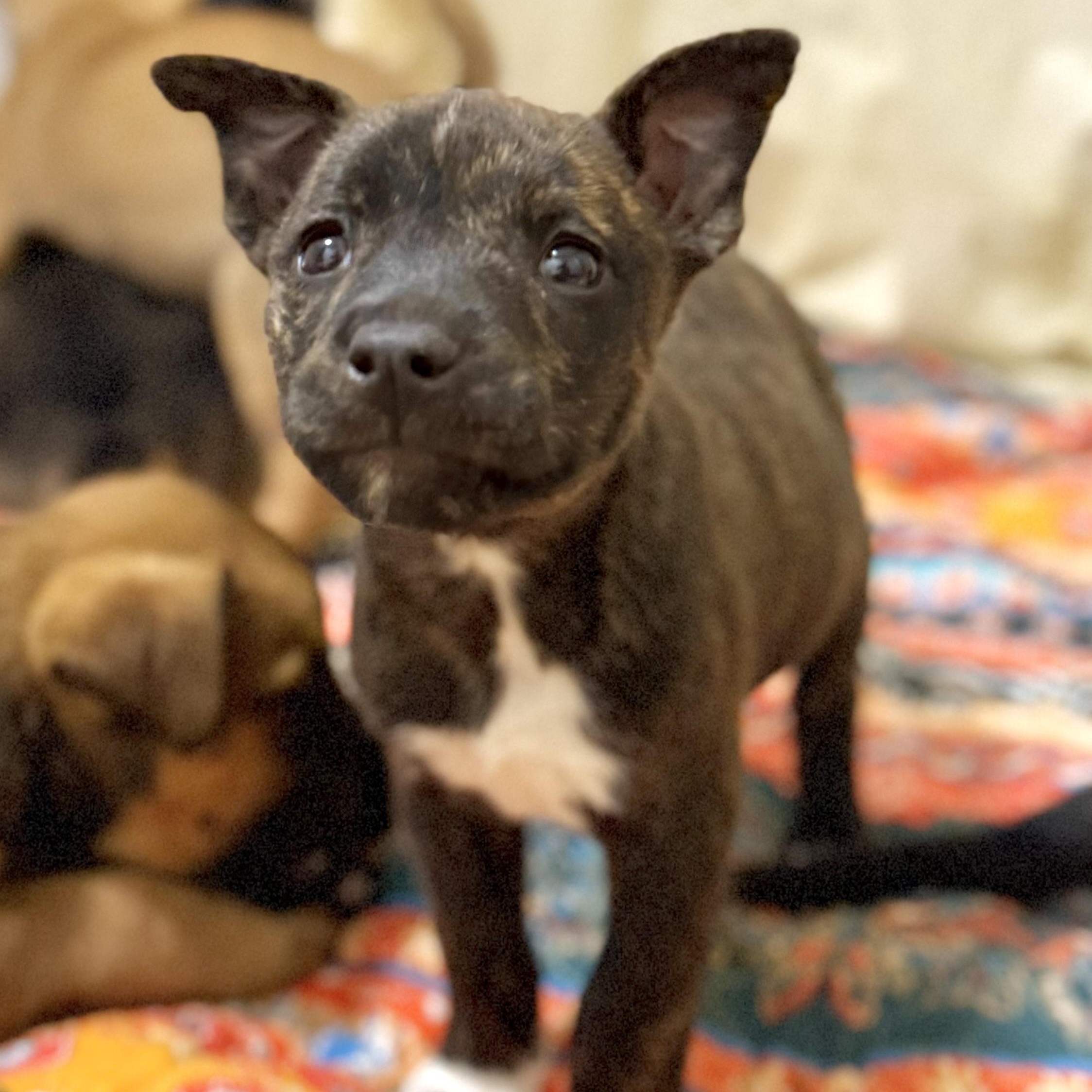 Enlarge Vada, an adopted Mixed Breed in Kalamazoo , MI image 1/6