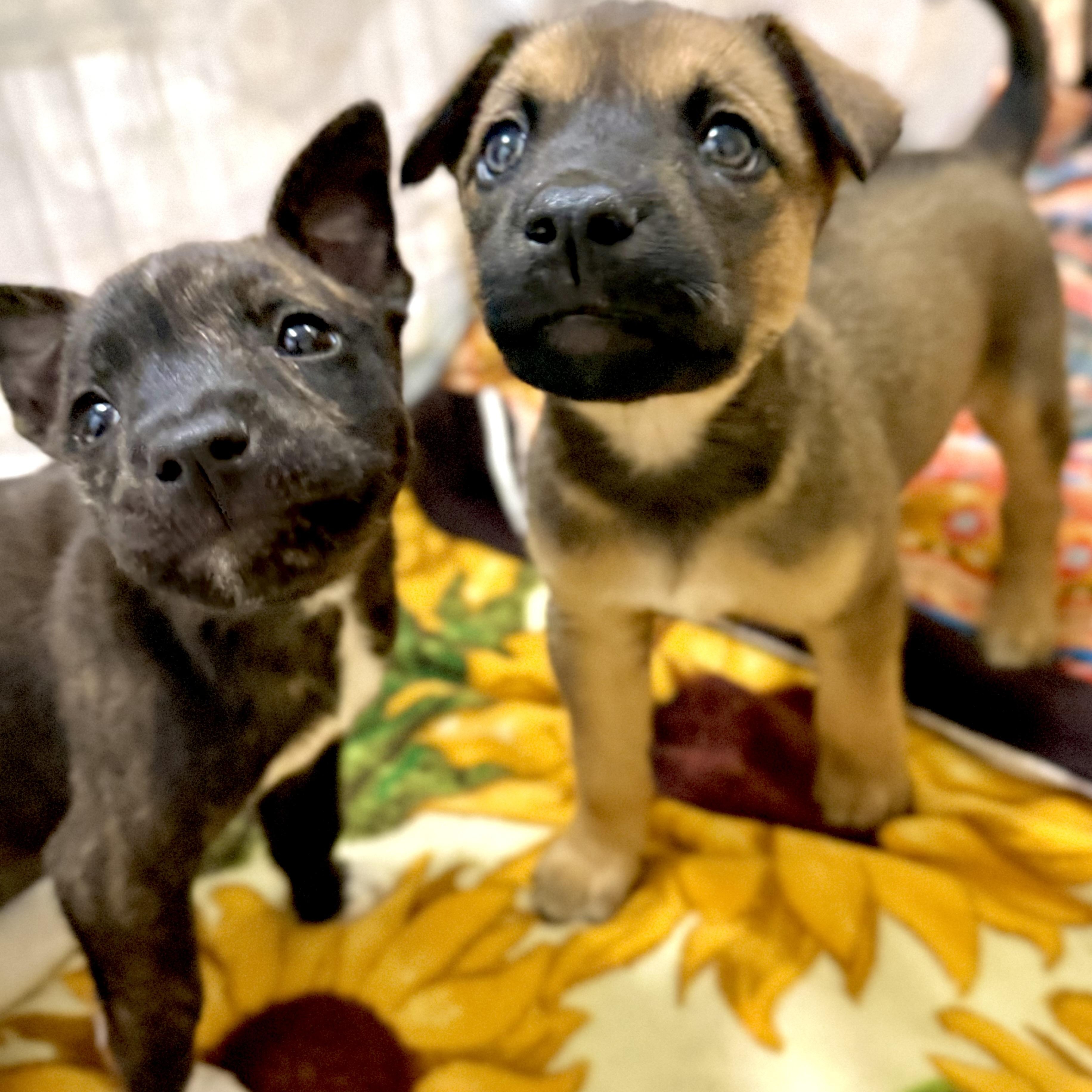 Enlarge Vada, an adopted Mixed Breed in Kalamazoo , MI image 2/6