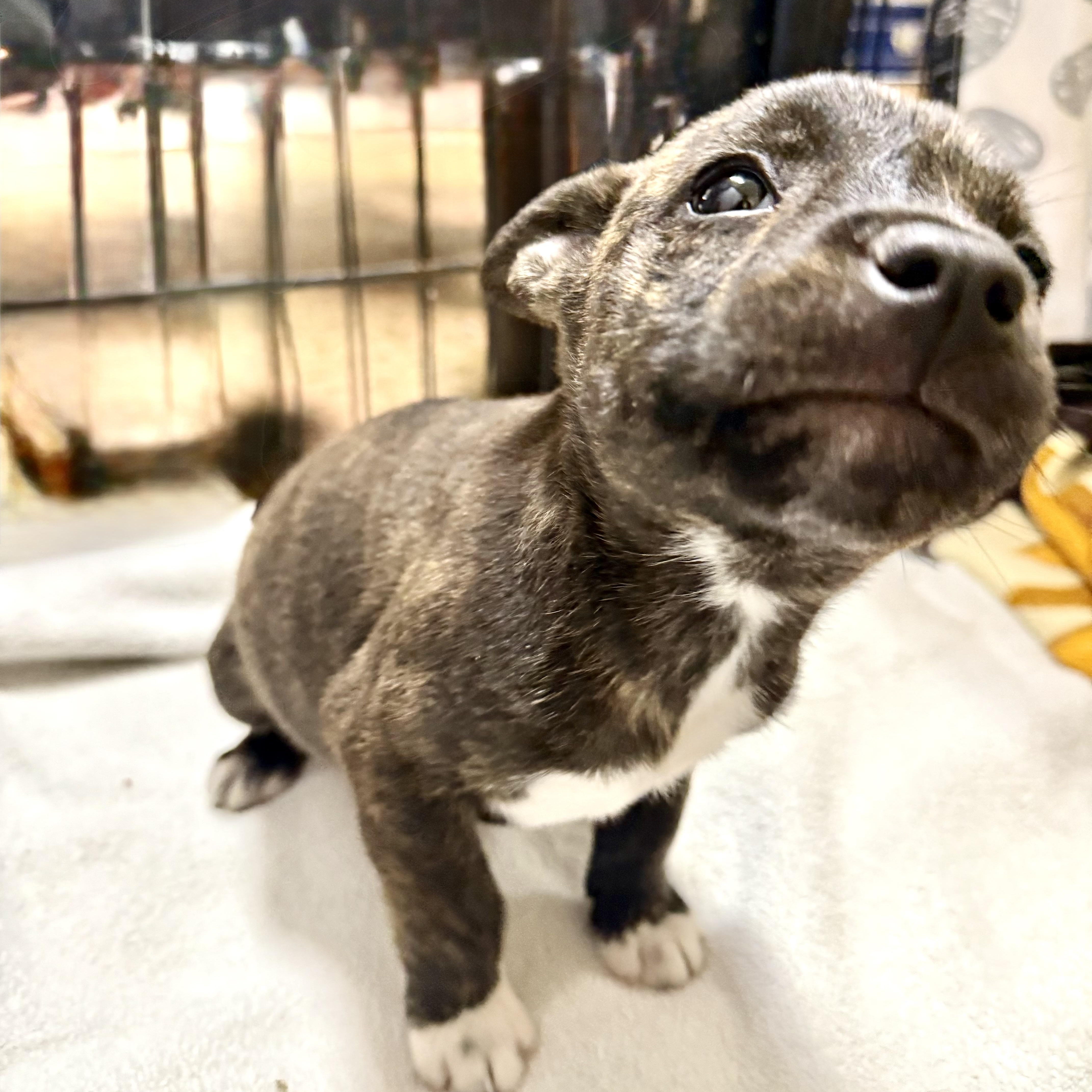 Enlarge Vada, an adopted Mixed Breed in Kalamazoo , MI image 3/6
