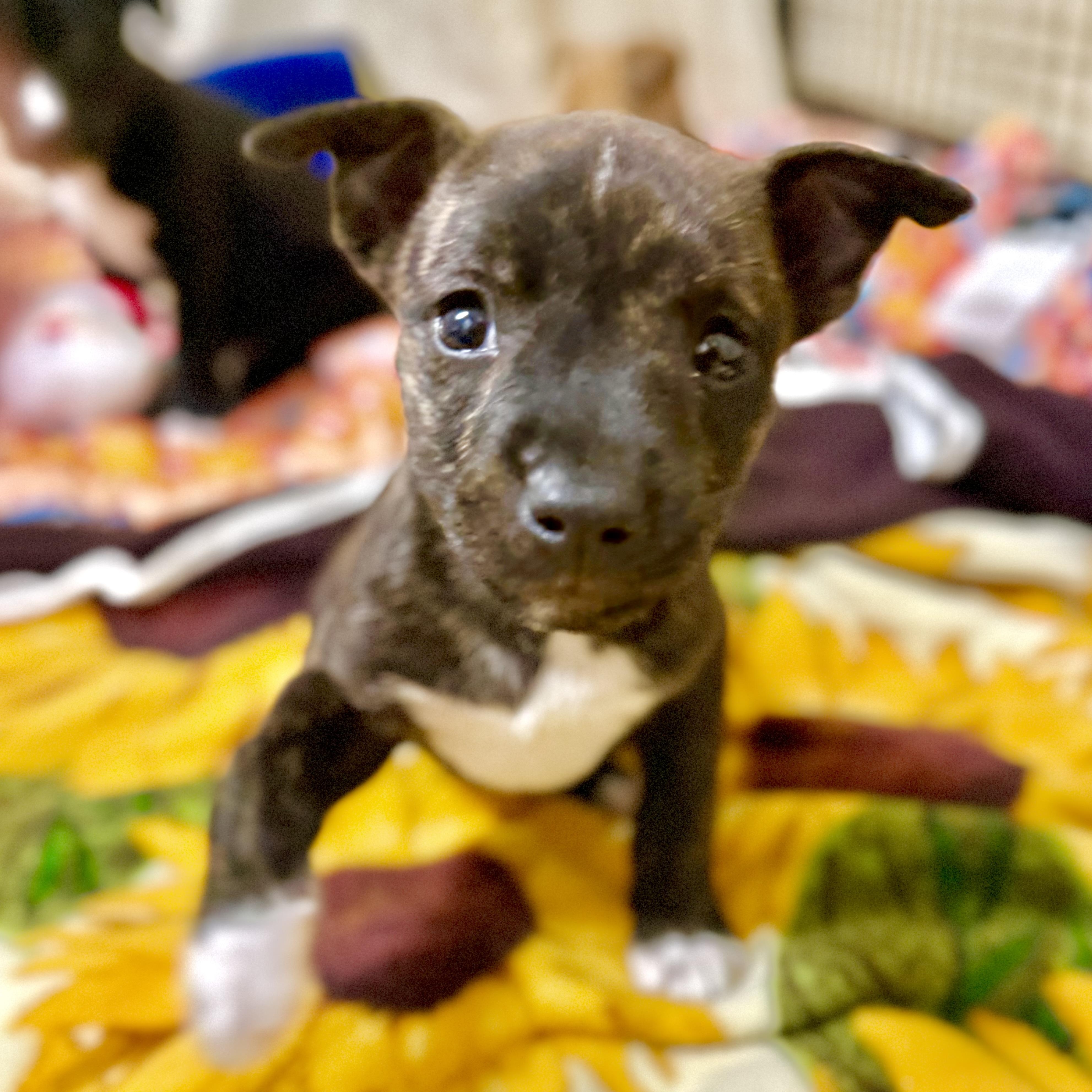 Enlarge Vada, an adopted Mixed Breed in Kalamazoo , MI image 4/6