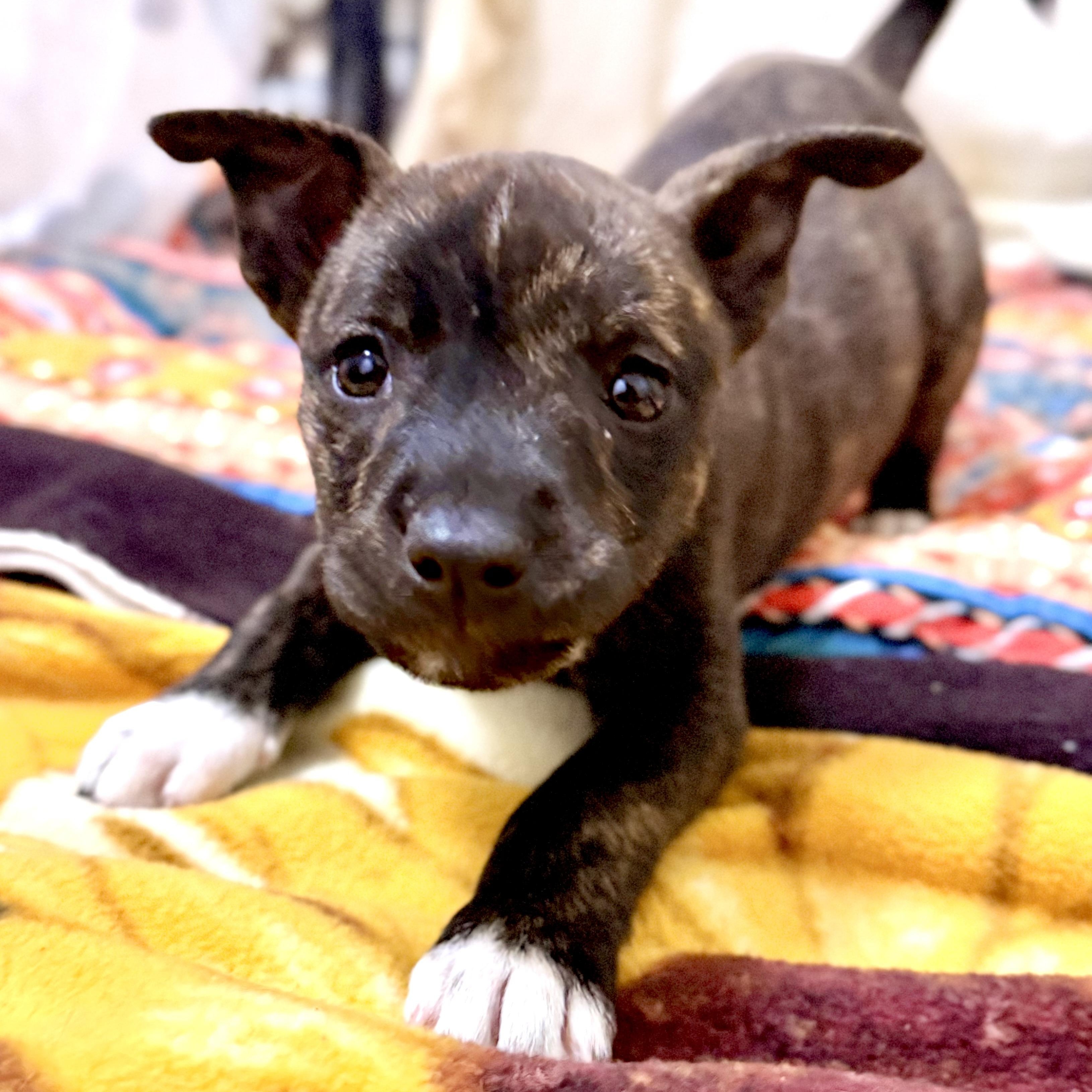 Enlarge Vada, an adopted Mixed Breed in Kalamazoo , MI image 5/6