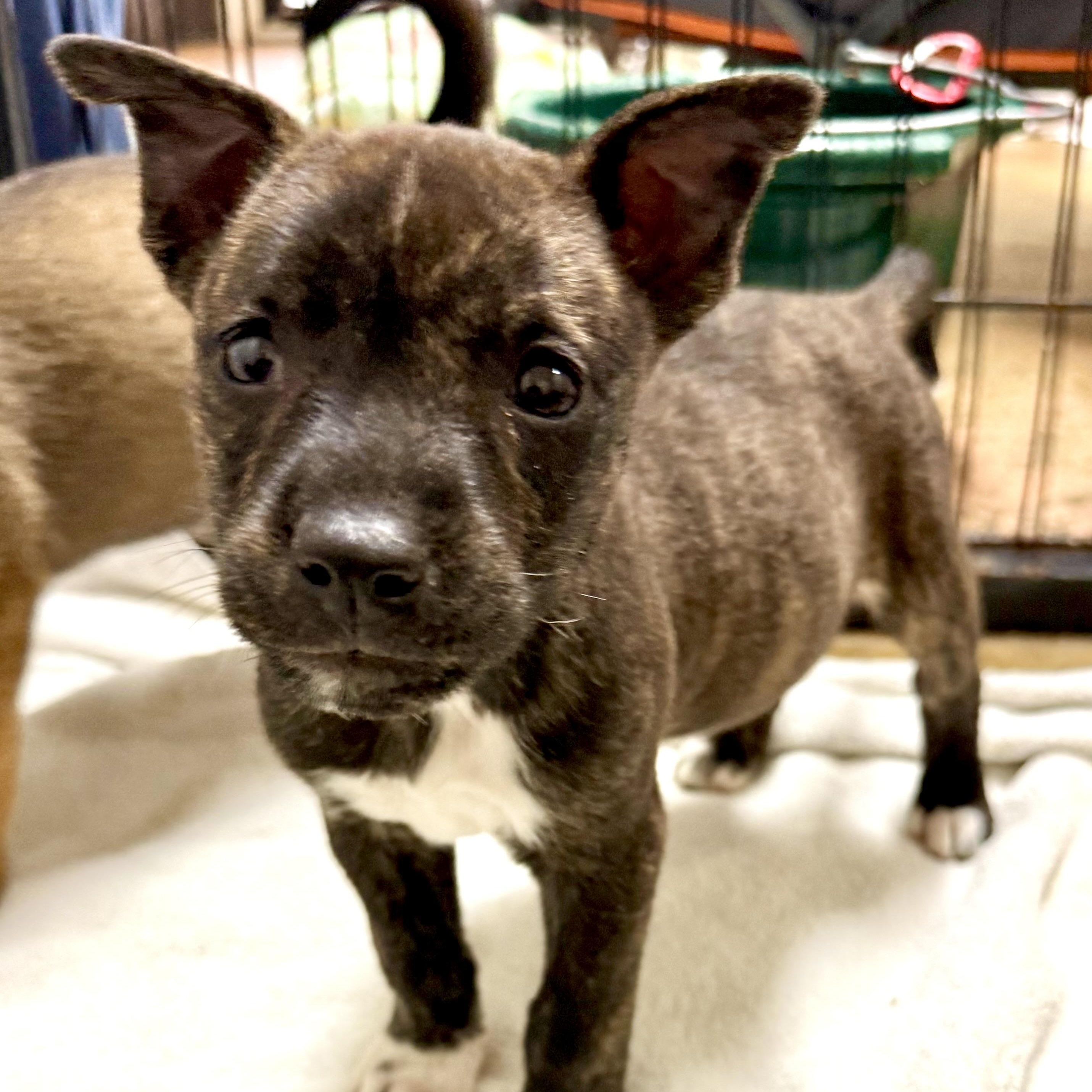 Enlarge Vada, an adopted Mixed Breed in Kalamazoo , MI image 6/6