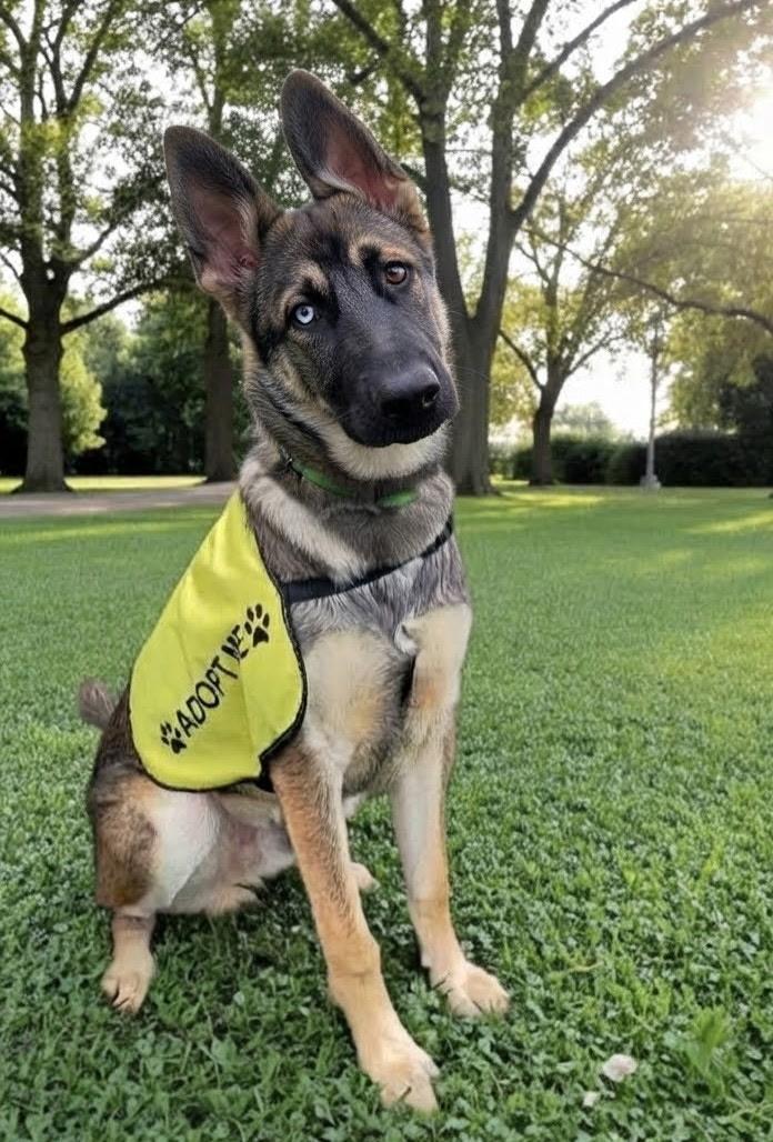 Kooger, Adoptable, Young Male German Shepherd Dog & Husky.