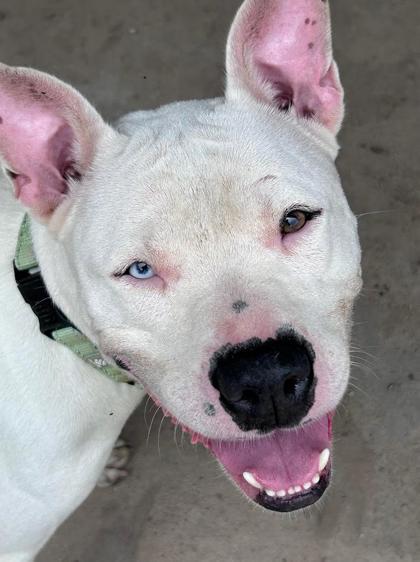 Greta, Adoptable, Adult Female Mixed Breed & Mixed Breed.