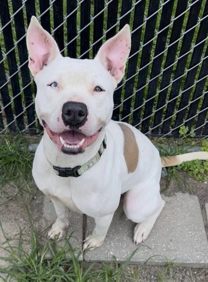 Greta, a Adoptable mixed breed in Savannah, GA image 2/2