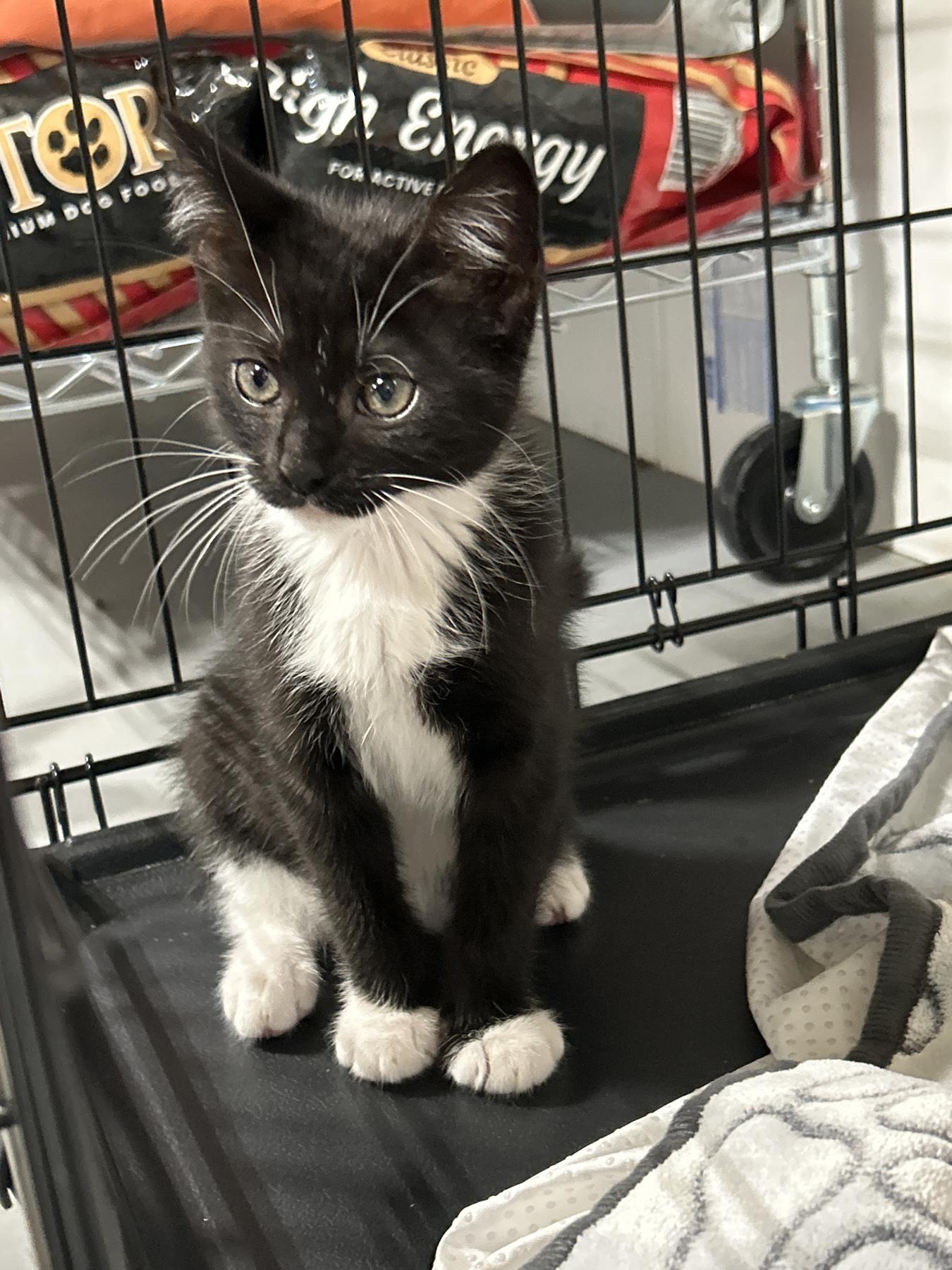 Onyx, an adoptable Tuxedo, Domestic Medium Hair in LAMPASAS, TX, 76550 | Photo Image 2