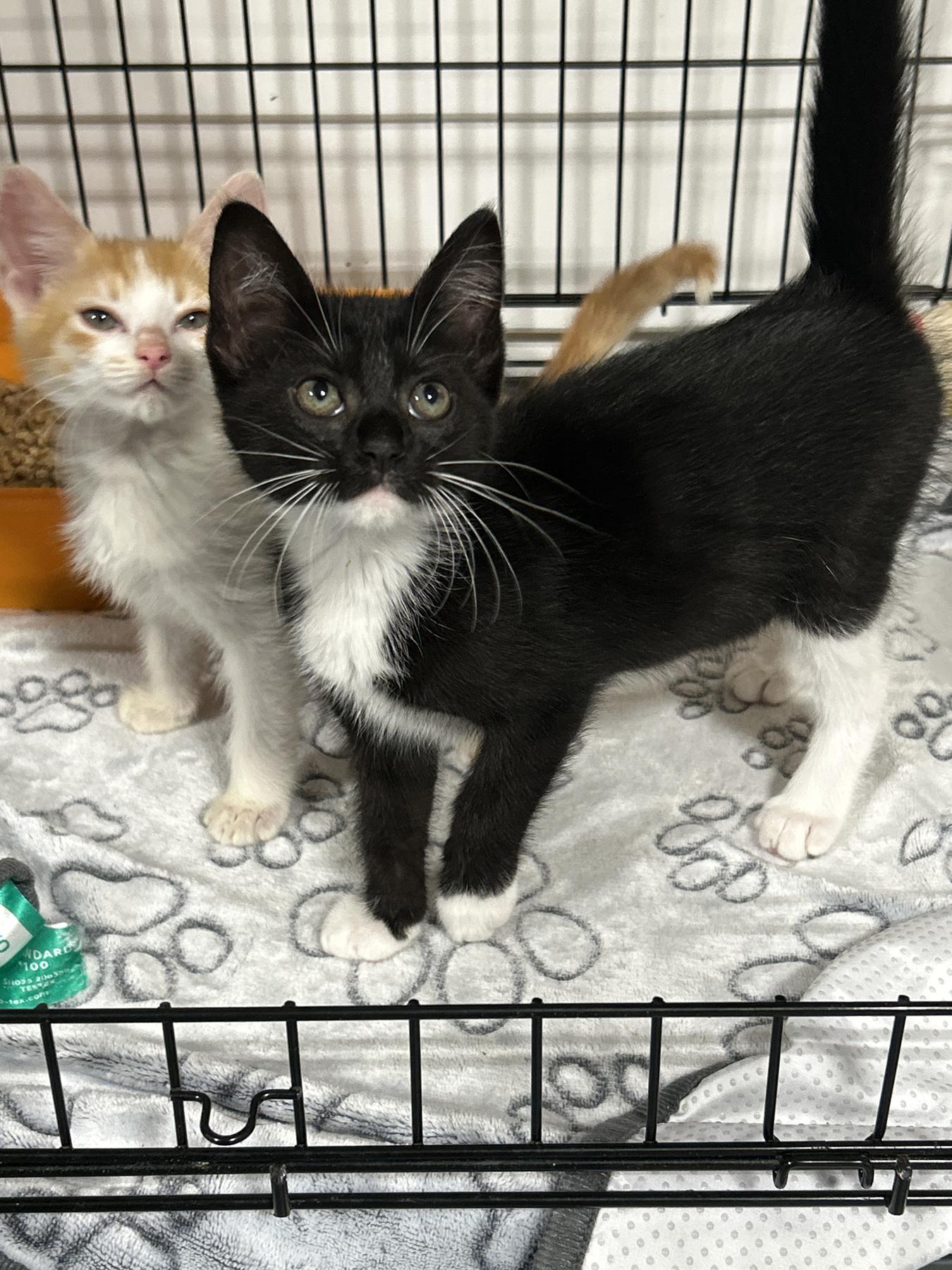 Onyx, an adoptable Tuxedo, Domestic Medium Hair in LAMPASAS, TX, 76550 | Photo Image 6