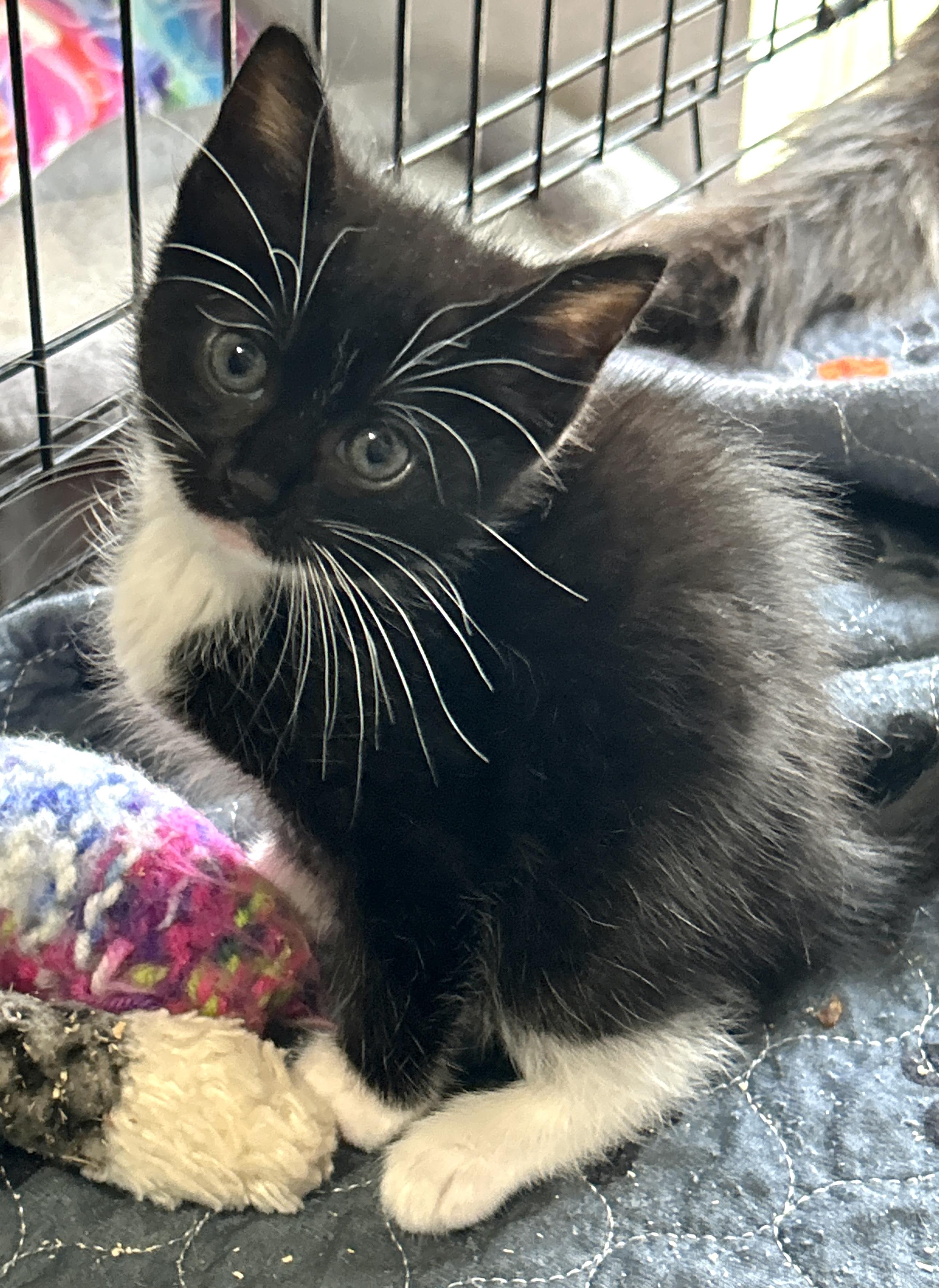 Onyx, an adoptable Tuxedo, Domestic Medium Hair in LAMPASAS, TX, 76550 | Photo Image 4