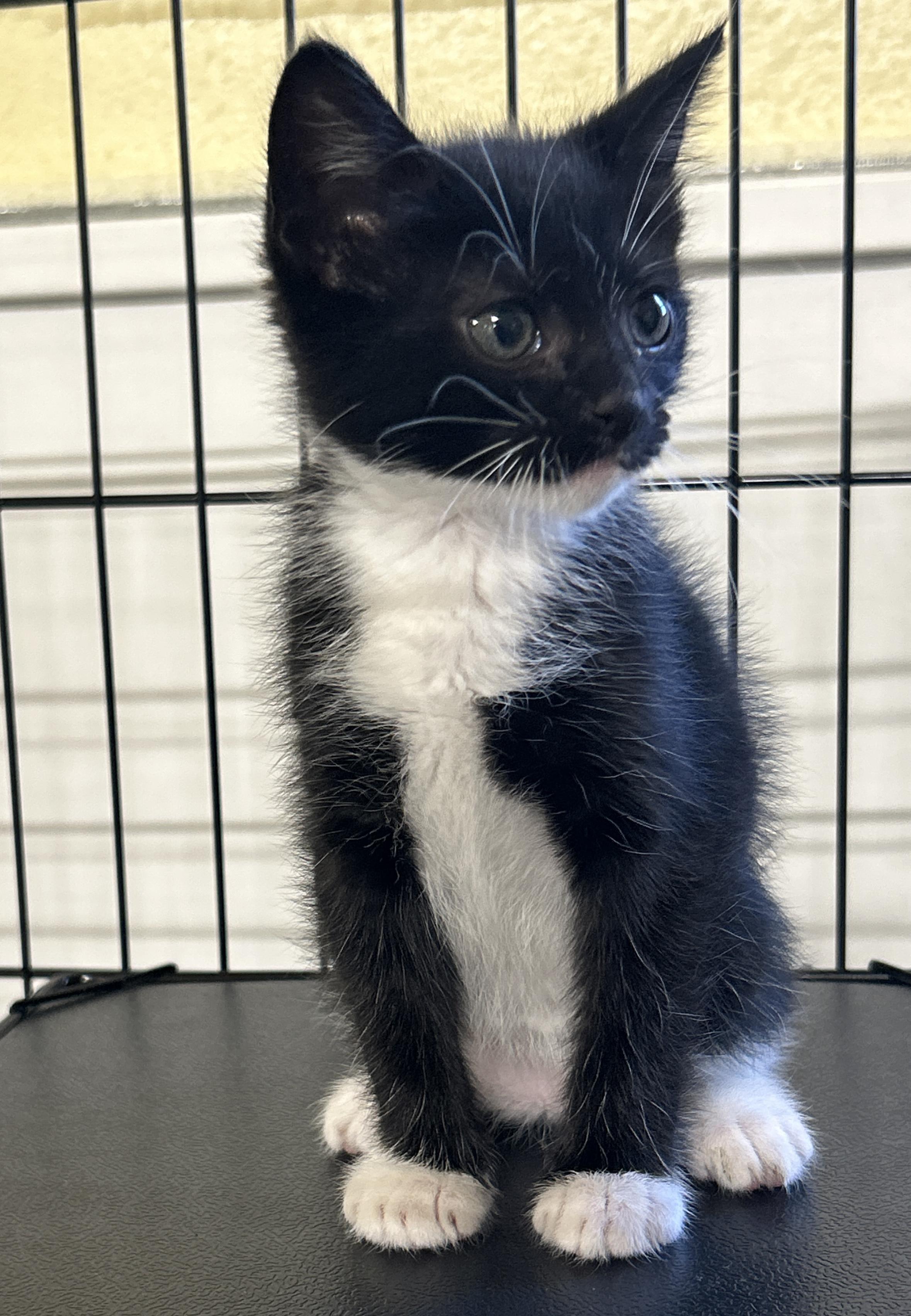 Onyx, an adoptable Tuxedo, Domestic Medium Hair in LAMPASAS, TX, 76550 | Photo Image 5