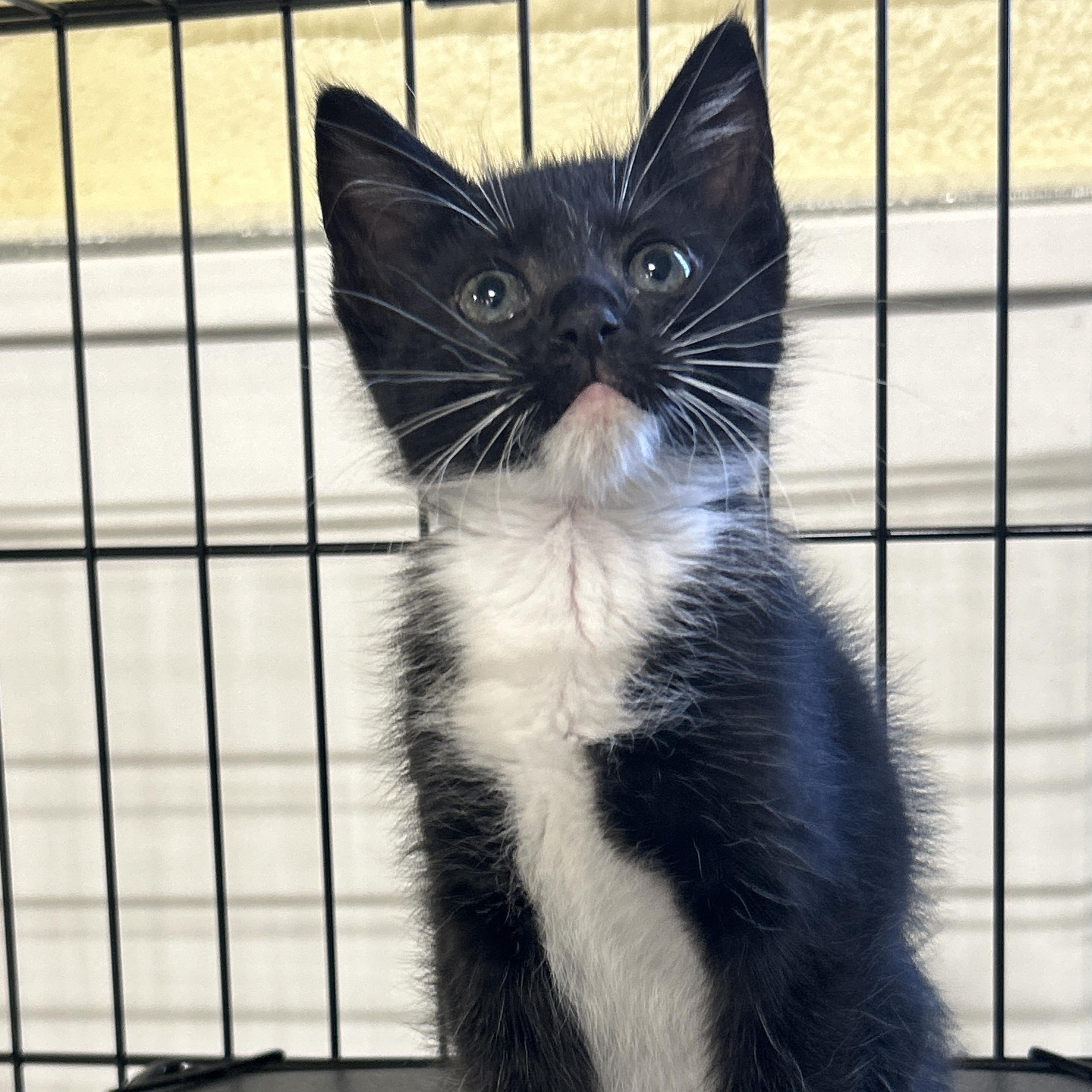 Onyx, an adoptable Tuxedo, Domestic Medium Hair in LAMPASAS, TX, 76550 | Photo Image 3