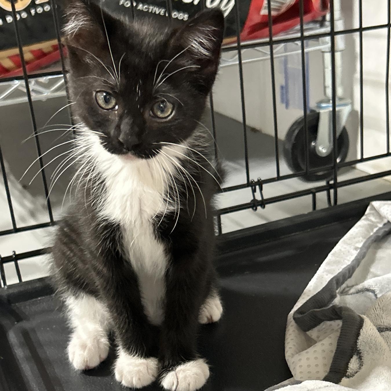 Onyx, an adoptable Tuxedo, Domestic Medium Hair in LAMPASAS, TX, 76550 | Photo Image 1