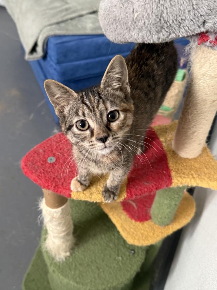 Enlarge Spackle, a Adoptable Domestic Short Hair in Franklin, PA image 1/1