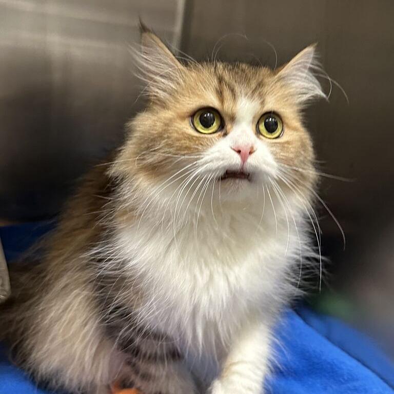 Enlarge Perla, a Adoptable Persian in Matteson, IL image 1/1