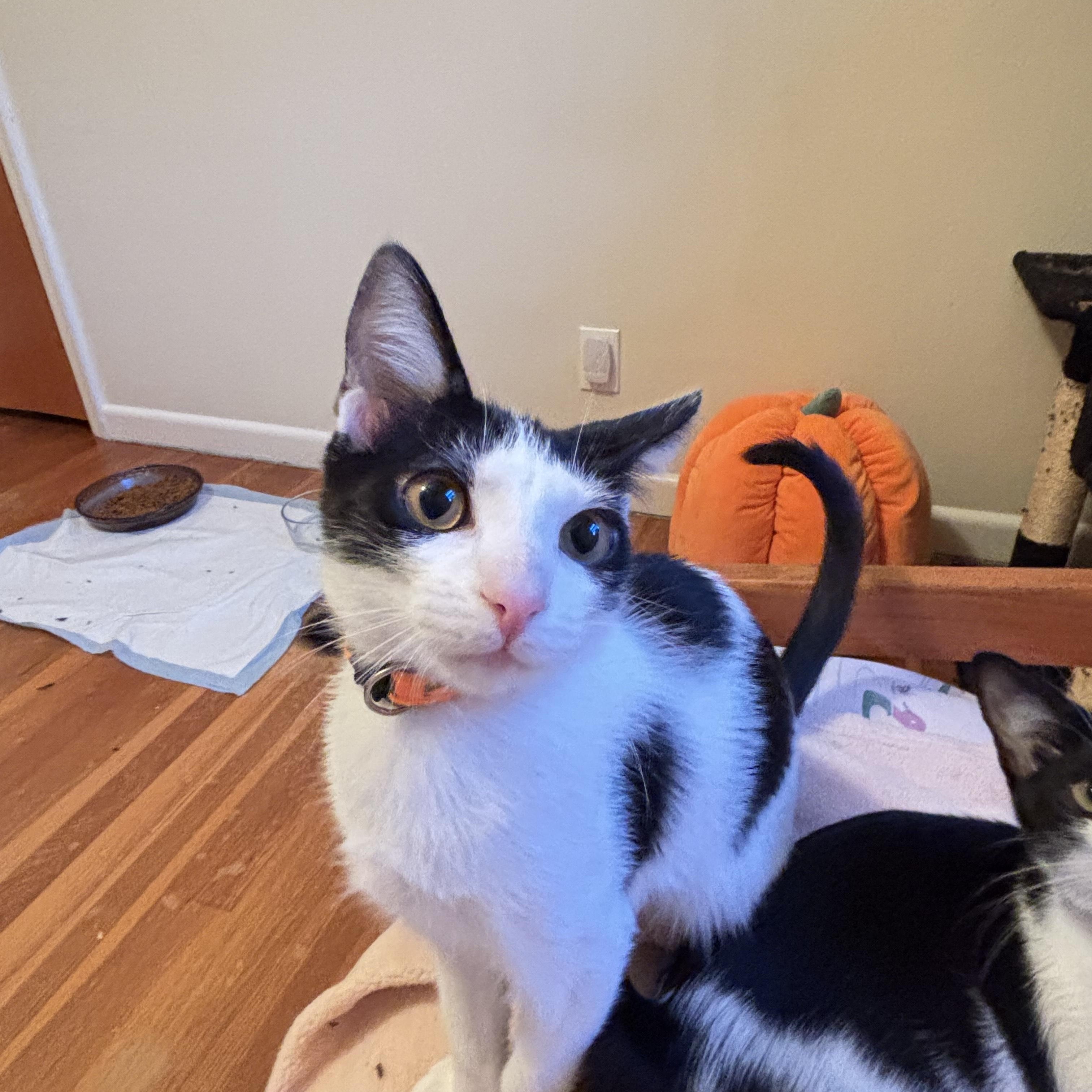 Enlarge Maverick, an adopted Domestic Short Hair in Norfolk, VA image 2/5