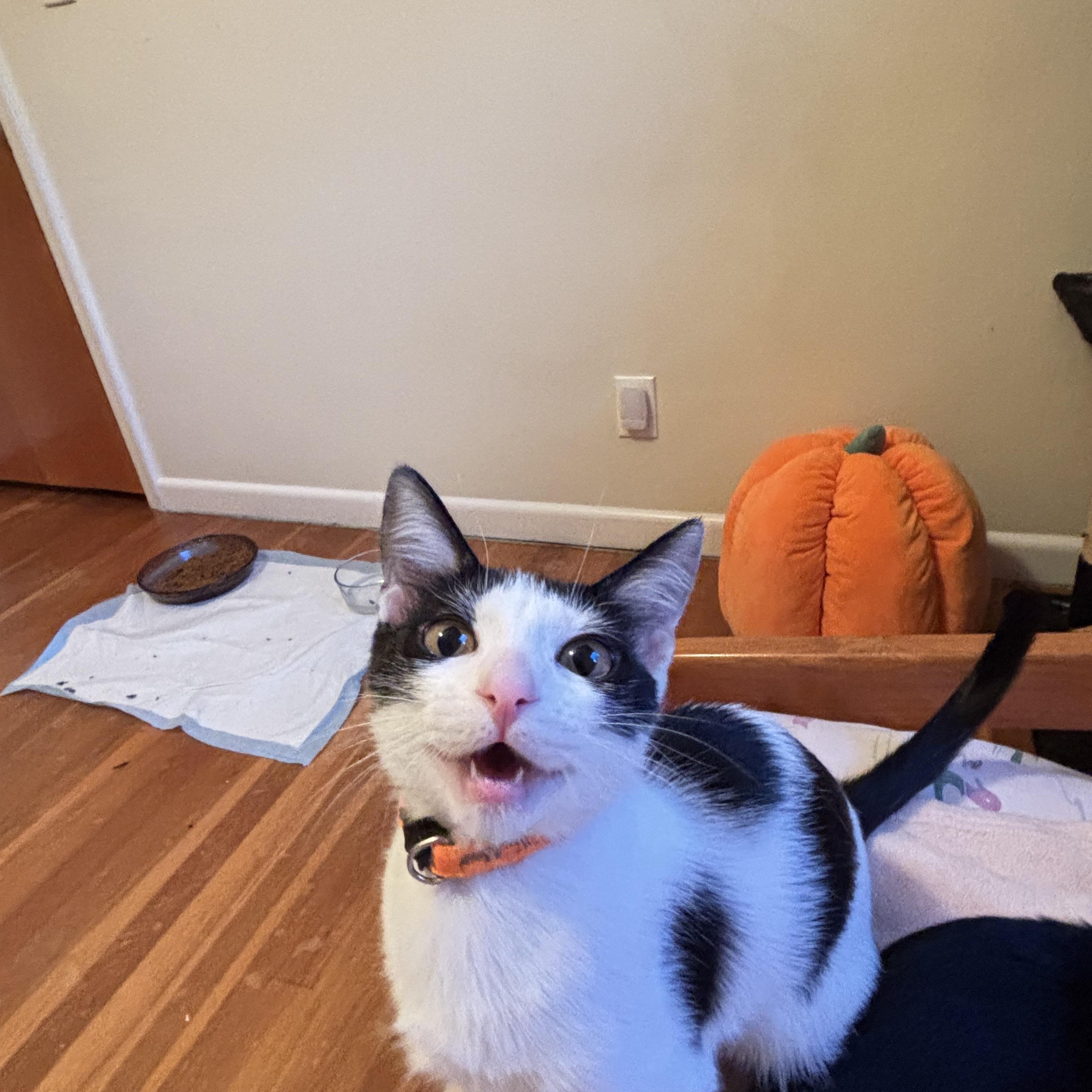 Enlarge Maverick, an adopted Domestic Short Hair in Norfolk, VA image 3/5