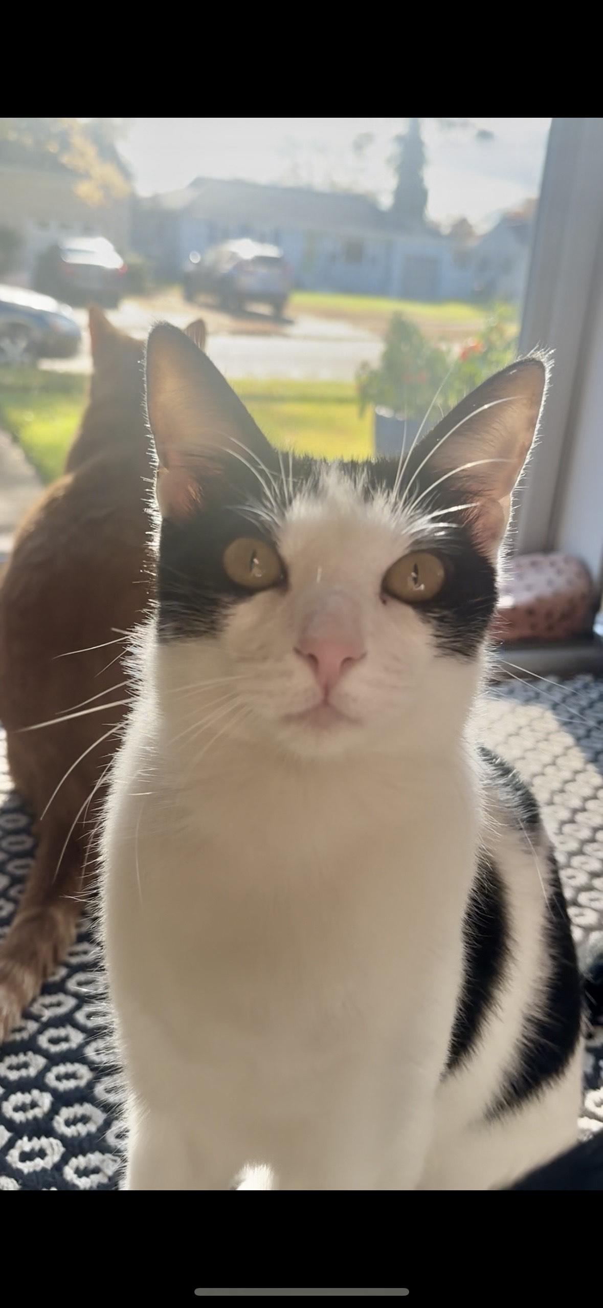 Maverick, adopted, Young Male Domestic Short Hair.