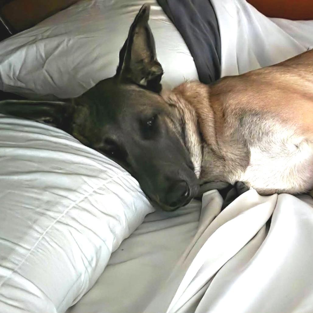 Enlarge Nala, a Adoptable German Shepherd Dog in Woodinville, WA image 5/6