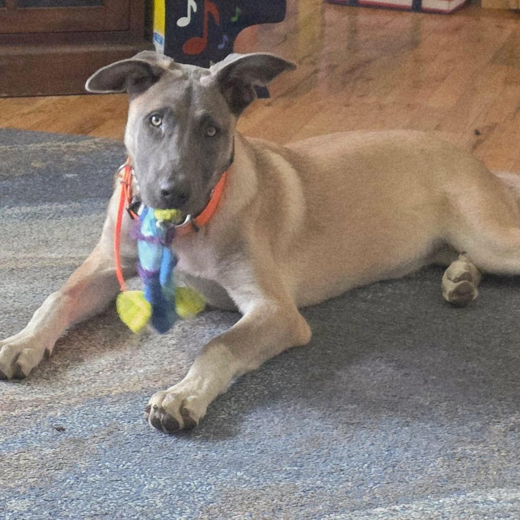 Nala, Adoptable, Young Female German Shepherd Dog.