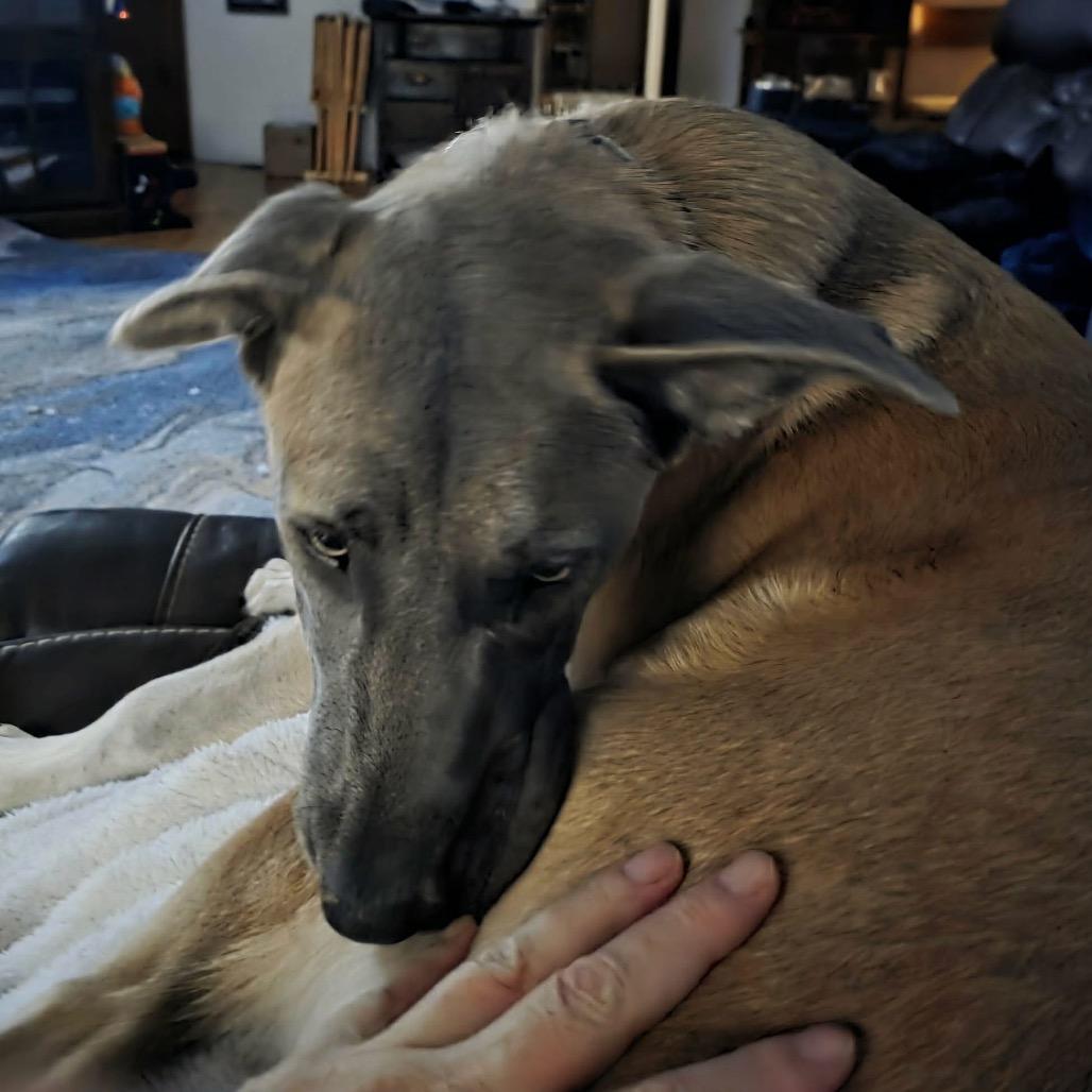 Enlarge Nala, a Adoptable German Shepherd Dog in Woodinville, WA image 2/6