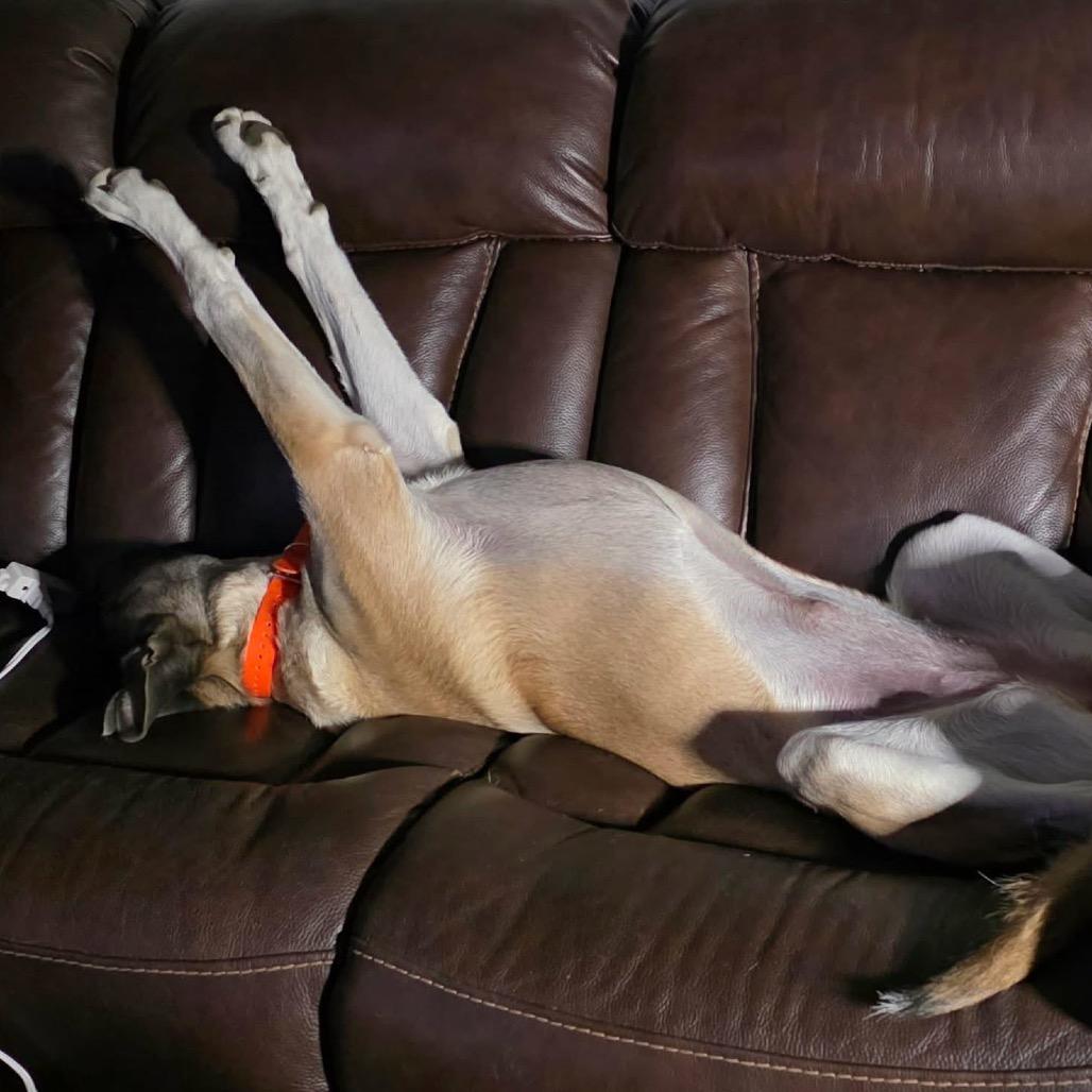 Enlarge Nala, a Adoptable German Shepherd Dog in Woodinville, WA image 6/6