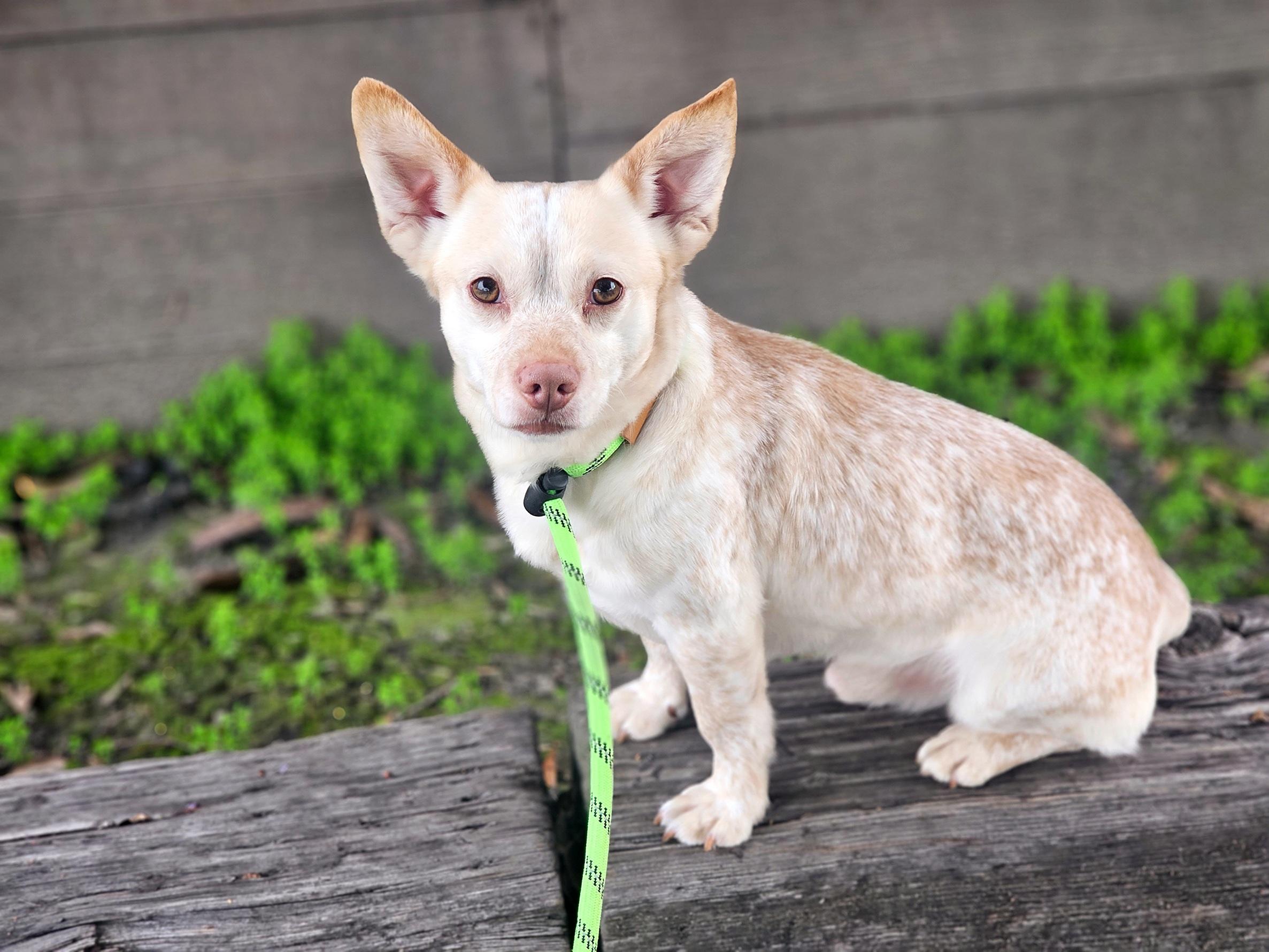 Enlarge Louie, a ADOPTABLE mixed breed in San Jose, CA image 2/3