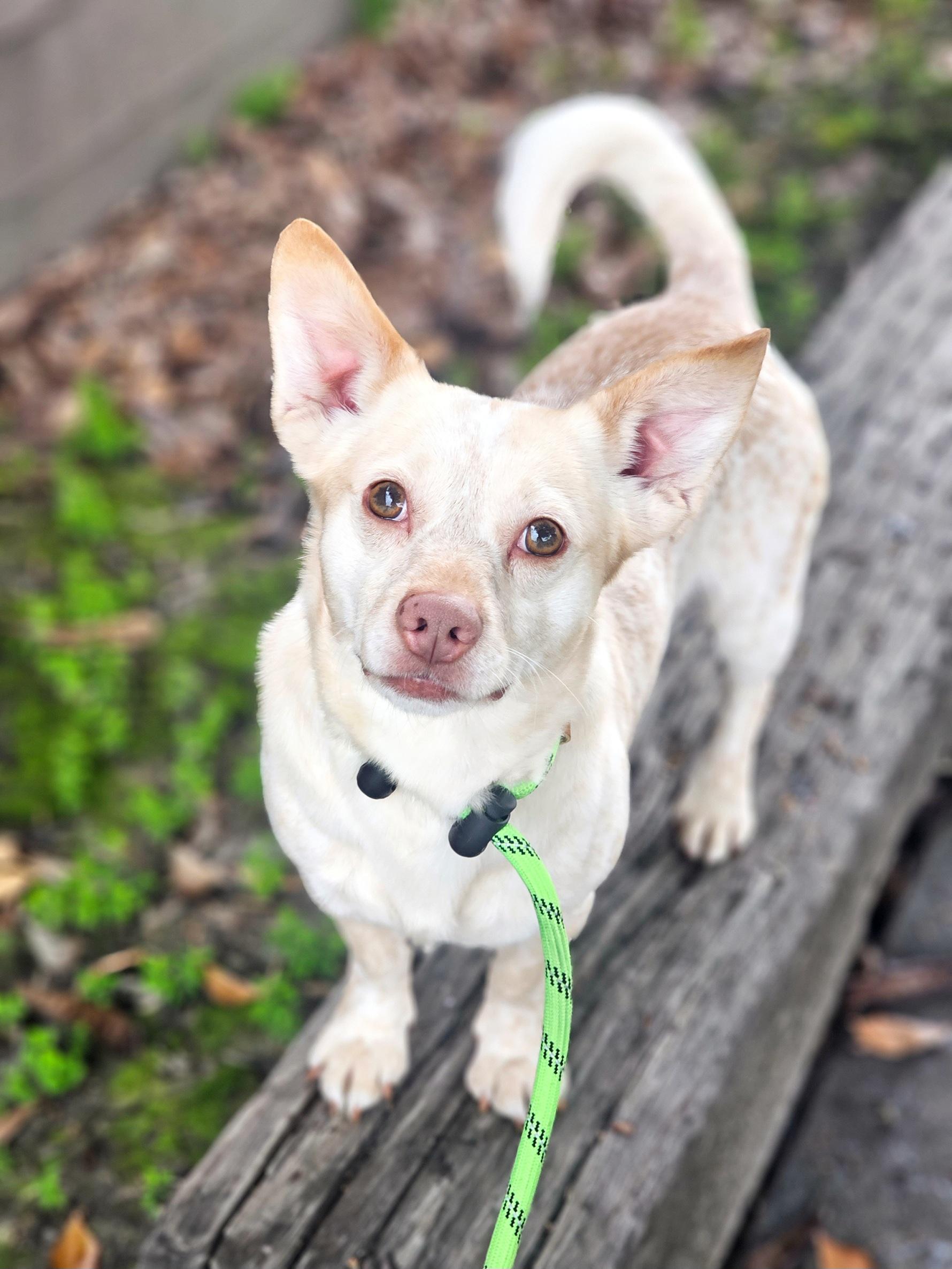 Enlarge Louie, a ADOPTABLE mixed breed in San Jose, CA image 3/3